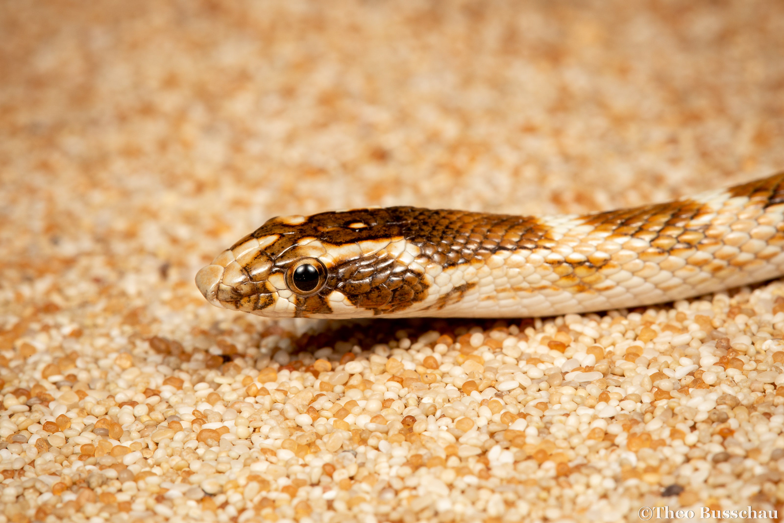 Awl-headed Snake , Abu Dhabi, United Arab Emirates.