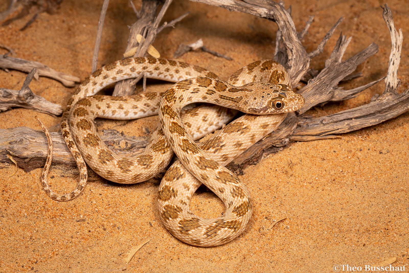 Diadem snake, Umm Al Quwain, United Arab Emirates.