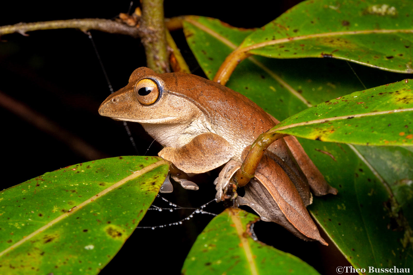 Kinabalu flying frog, Sabah, Malaysia.