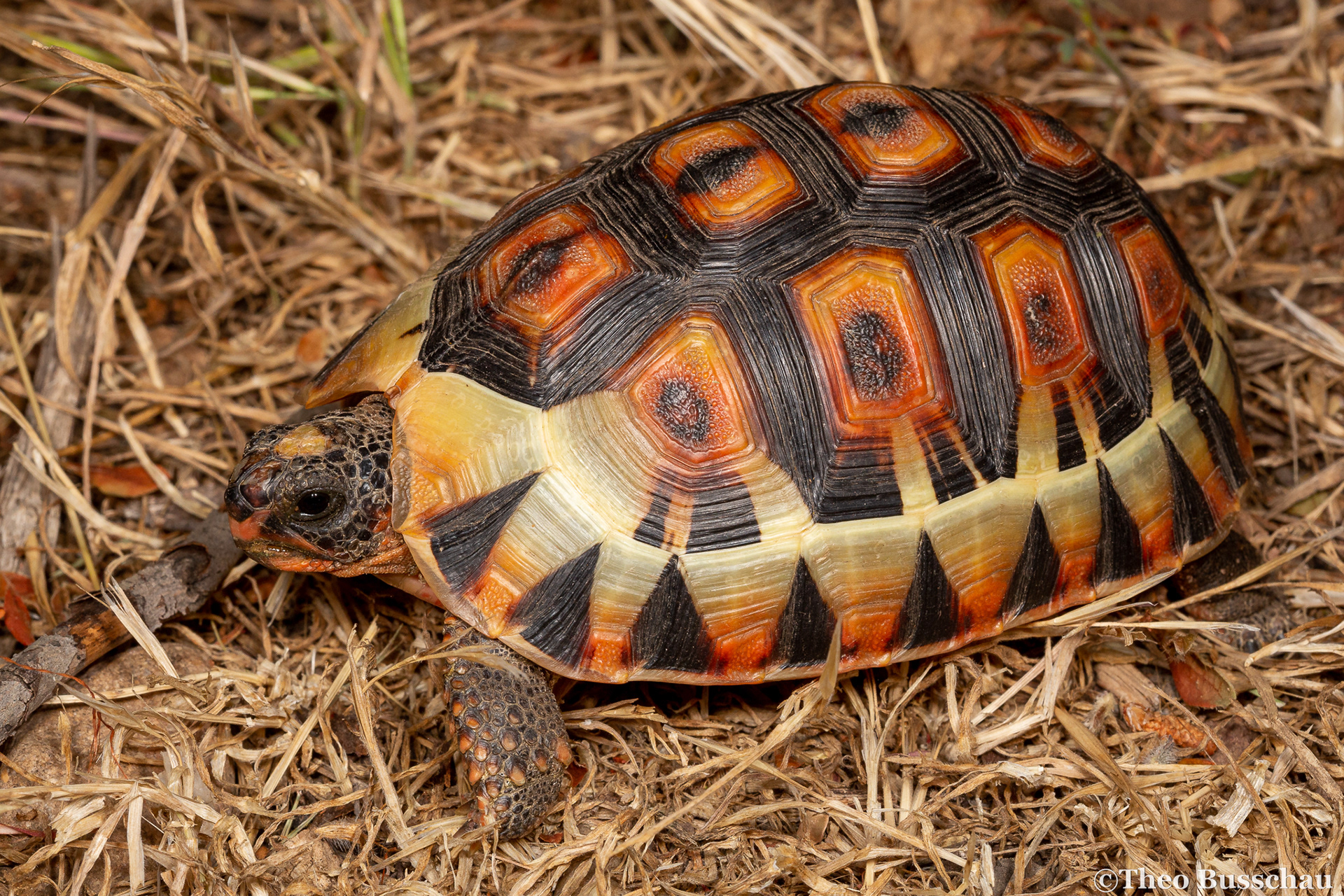 Angulate tortoise, Western Cape, South Africa.