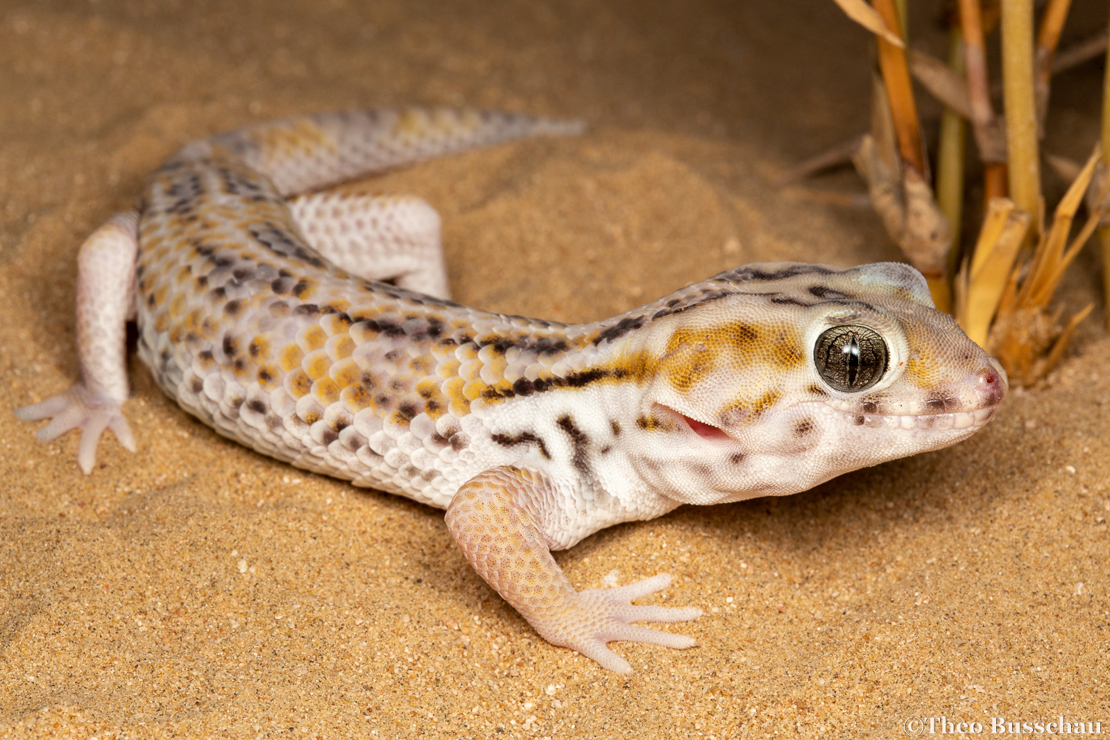 Persian wonder gecko, Dubai, United Arab Emirates.