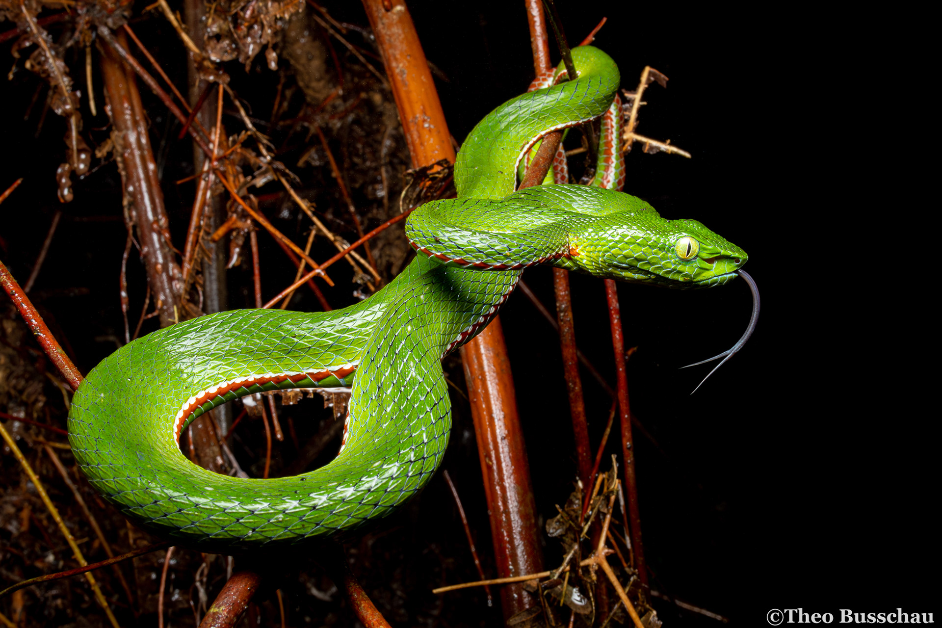 Siamese Peninsula pit viper, Pahang, Malaysia.