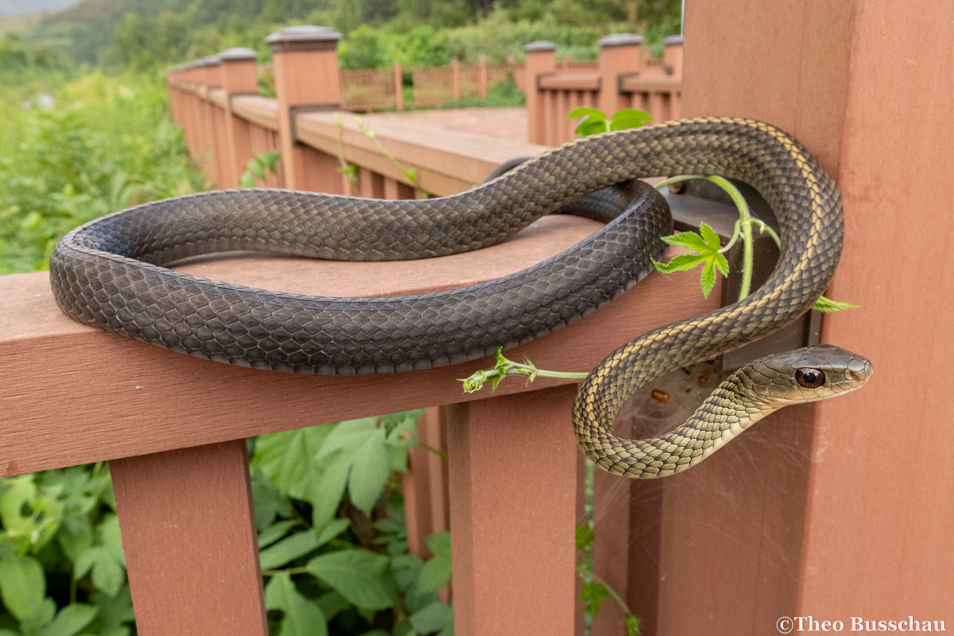 Big-eyed rat snake, Beijing, China.
