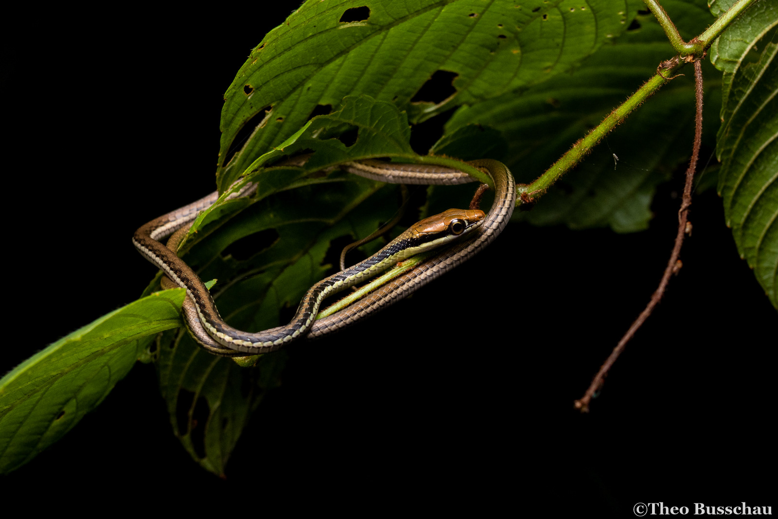 Painted bronzeback, Selangor, Malaysia.