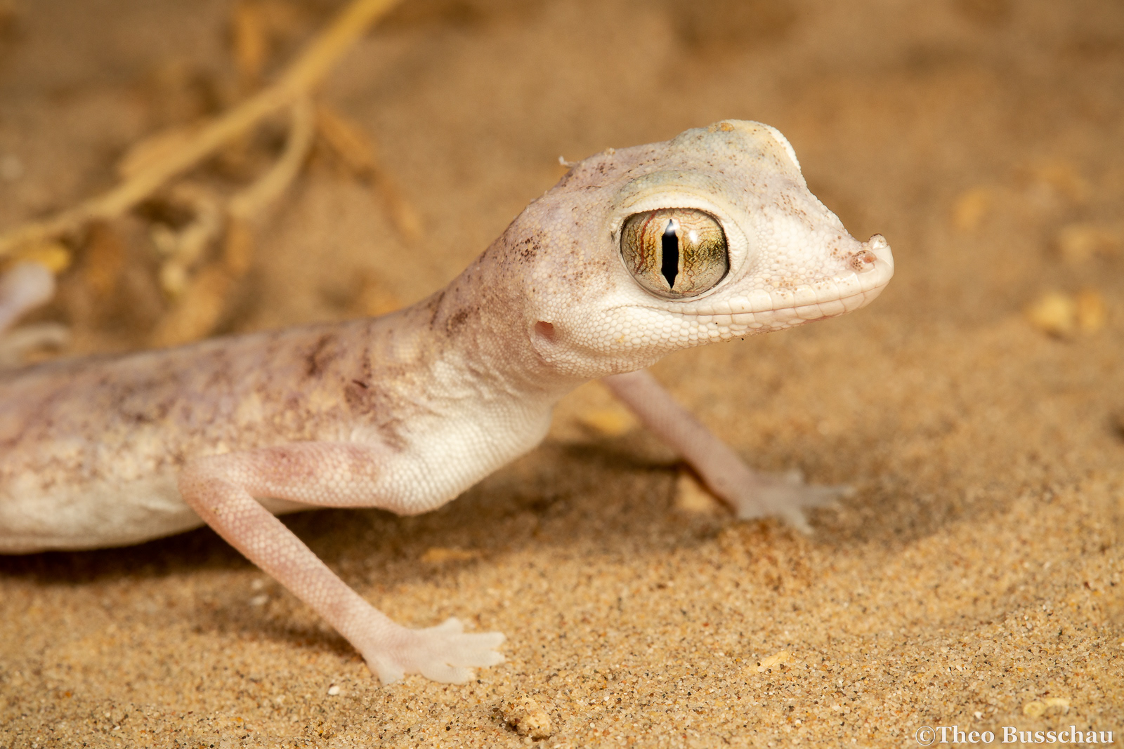 Gulf Short-fingered Gecko, Abu Dhabi, United Arab Emirates