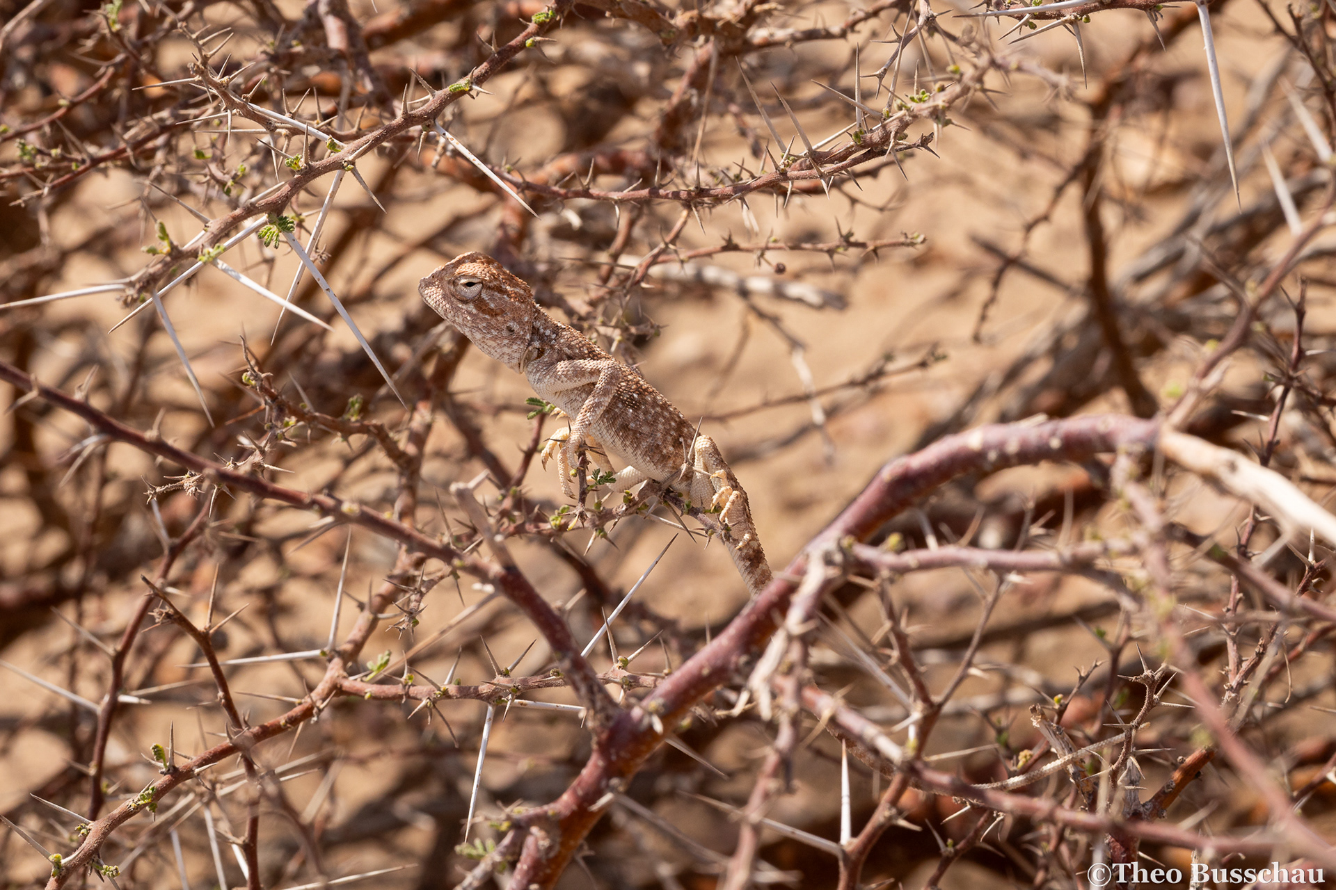 Yellow-spotted agama, Ad Dhahirah, Oman.