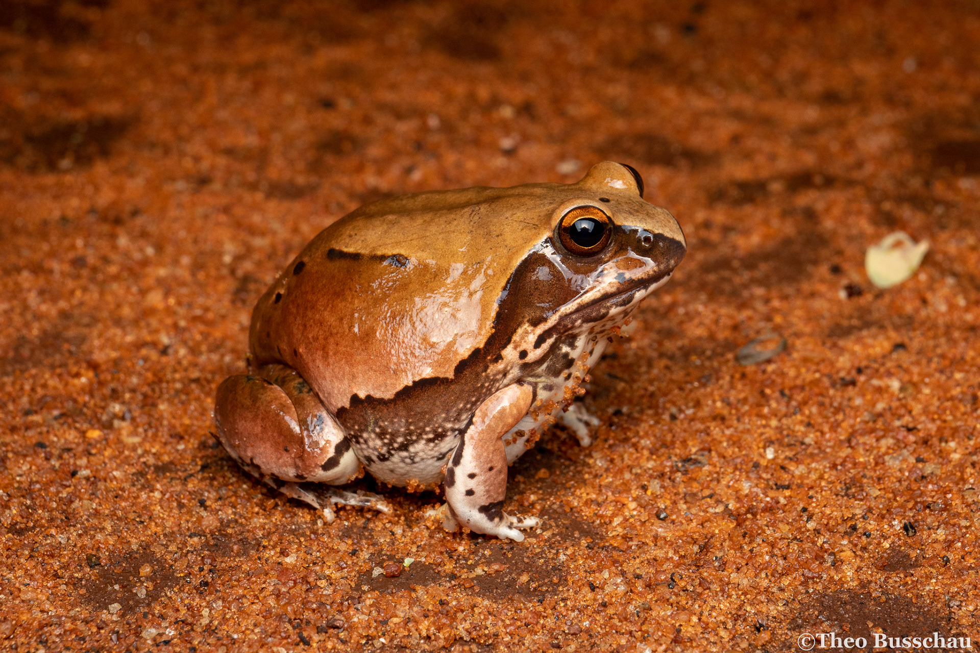 Northern ornate frog, Taita-Taveta, Kenya.