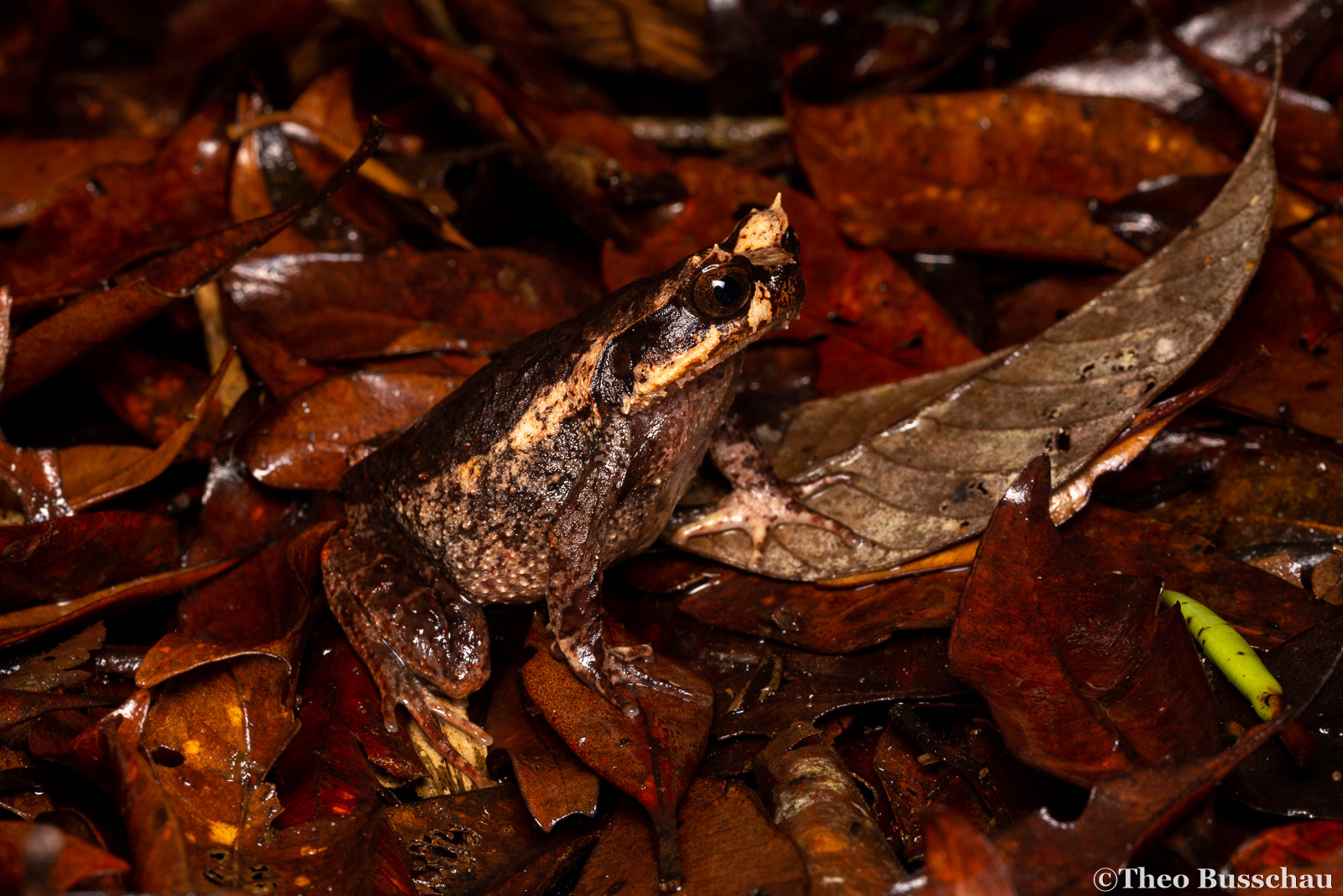 Kinabalu horned frog, Sabah, Malaysia.