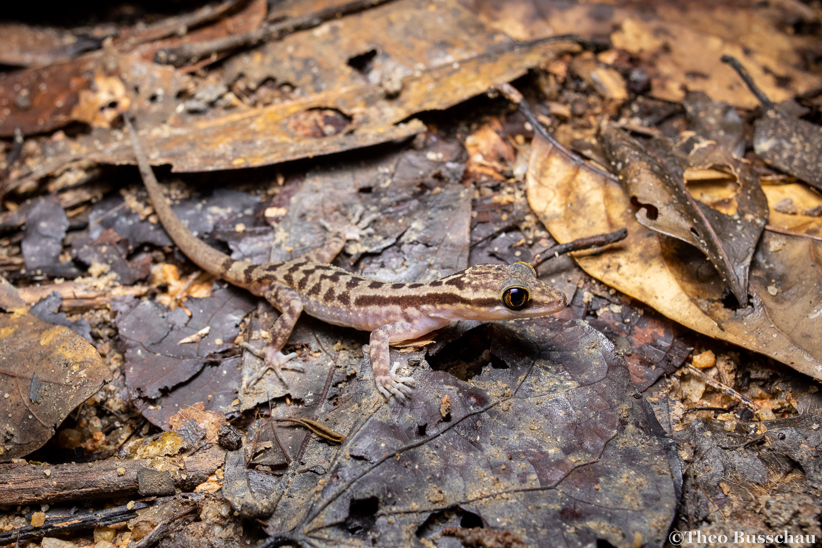 Four-striped bow-fingered gecko, Selangor, Malaysia.