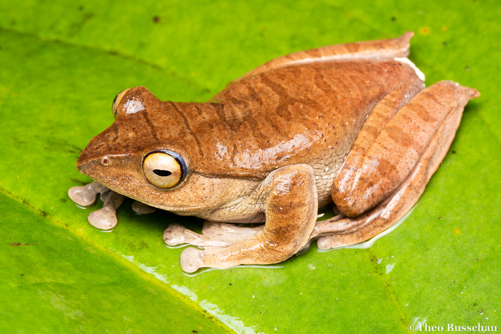 Kinabalu flying frog, Sabah, Malaysia.
