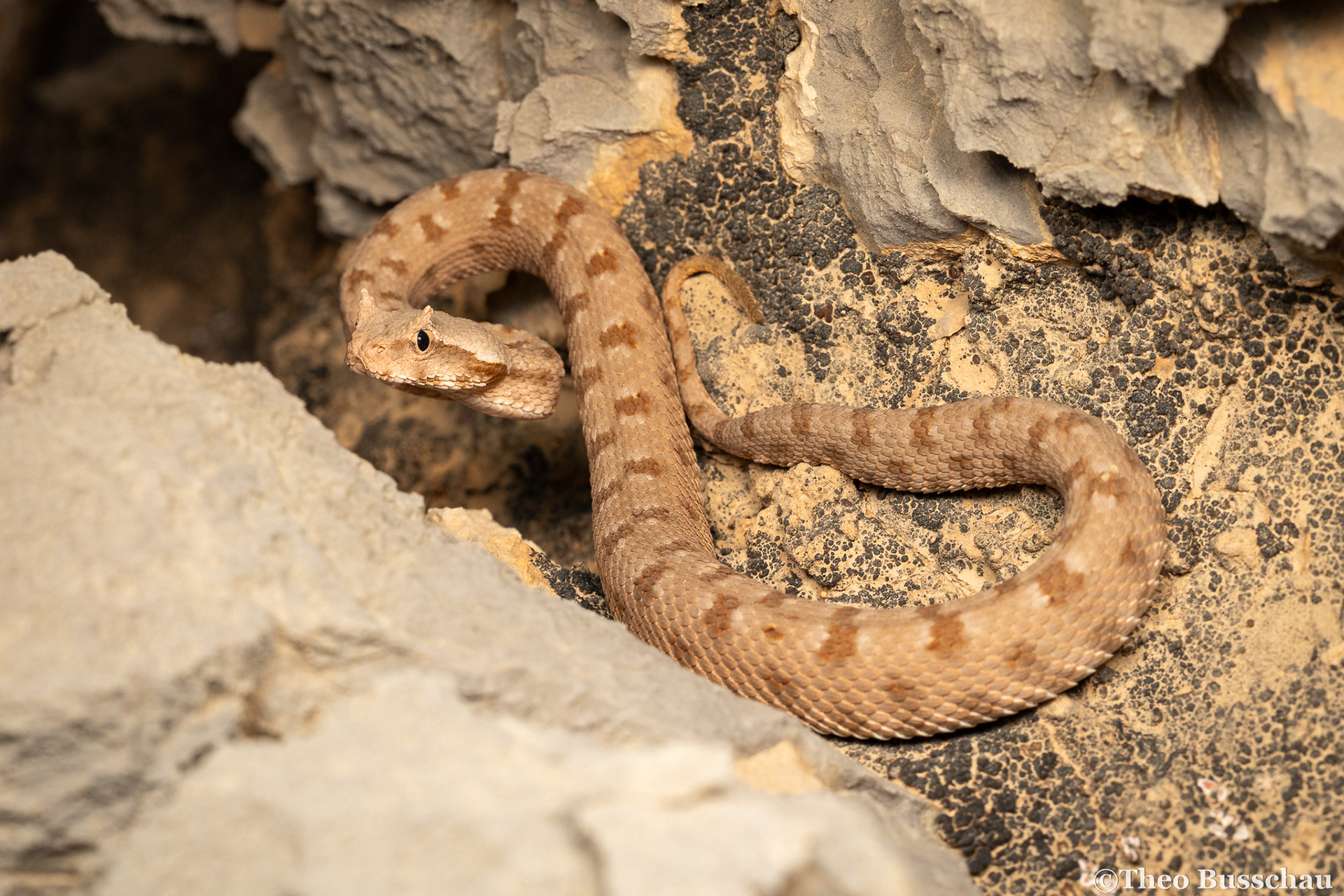 Persian horned viper, Ras al Khaimah, United Arab Emirates.
