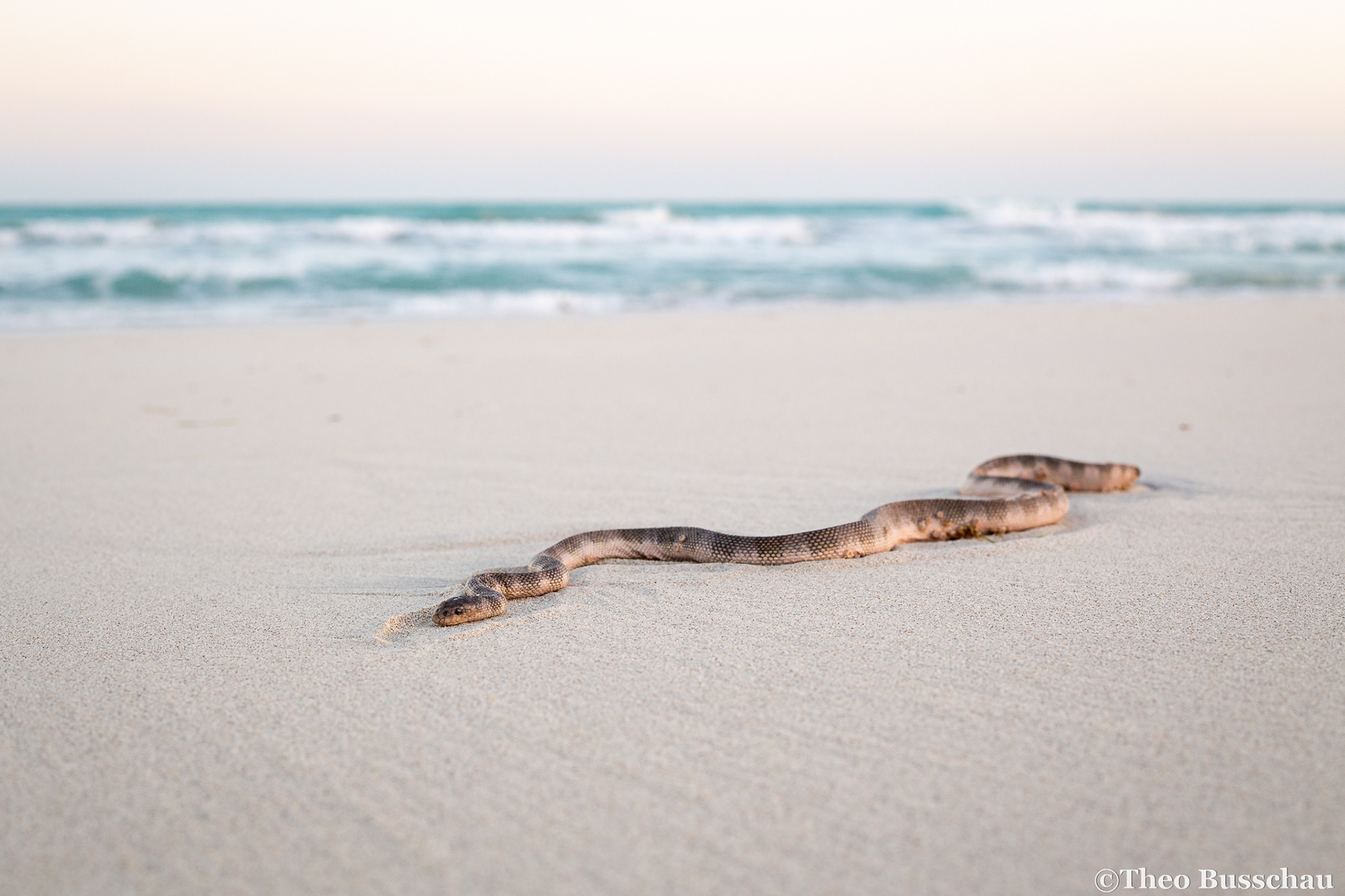 Gulf sea snake, Abu Dhabi, United Arab Emirates.