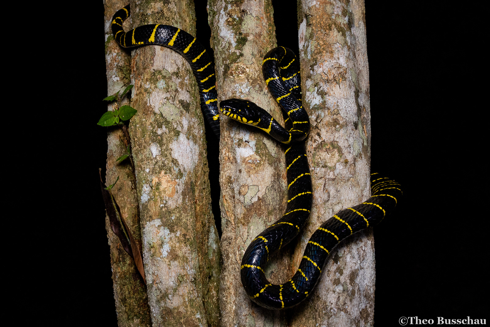 Mangrove snake, Sabah, Malaysia.
