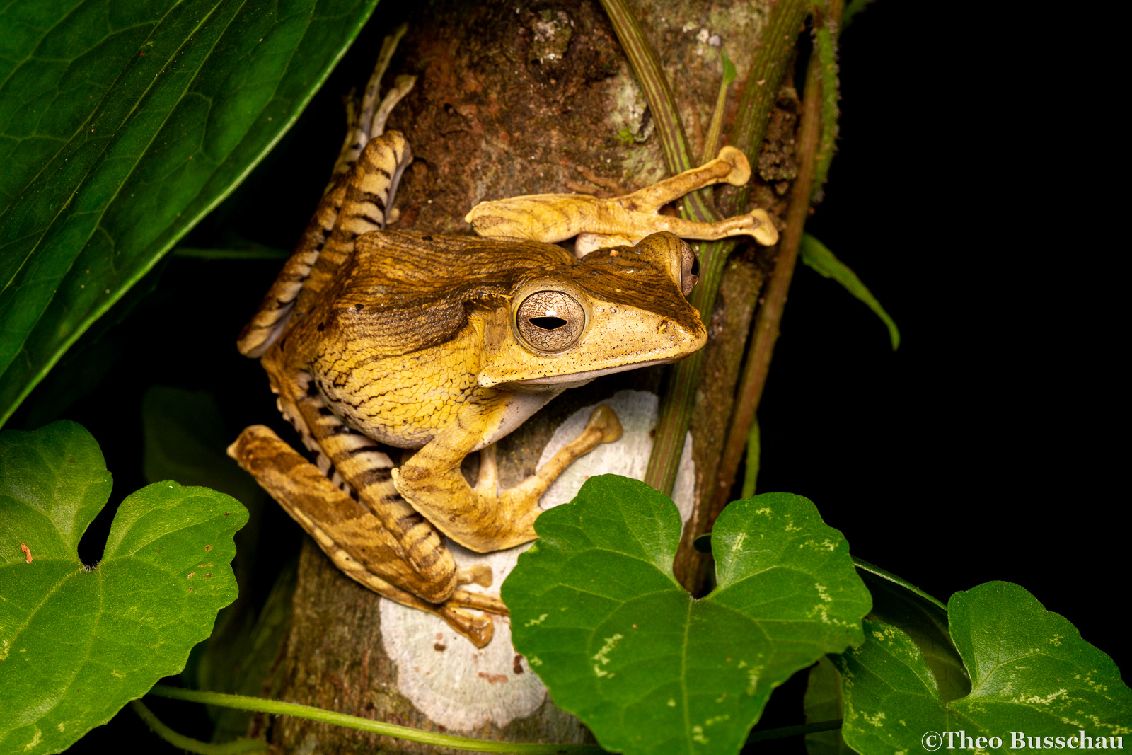 File-eared tree frog, Sabah, Malaysia.
