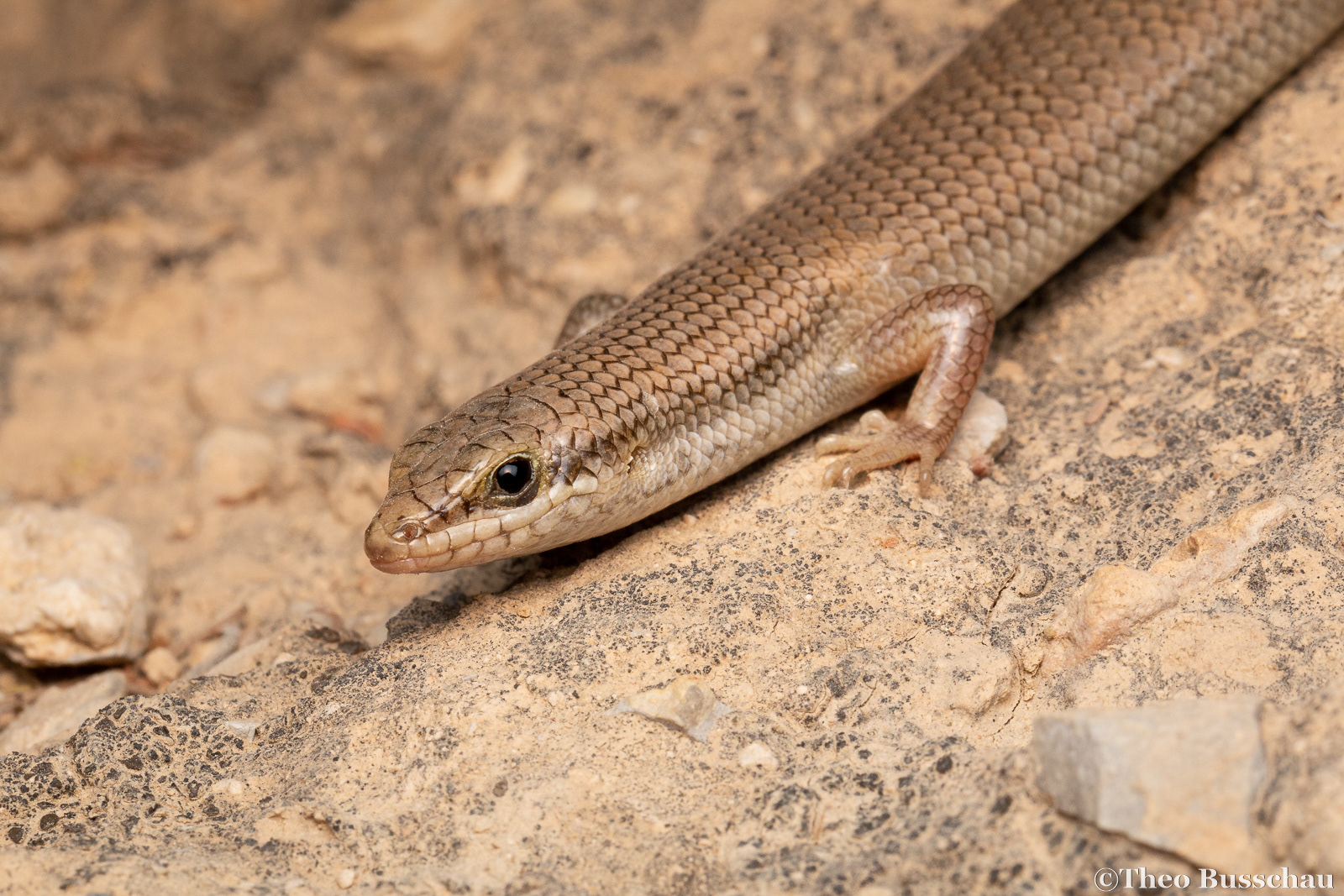 Tessellated skink, Ras Al Khaimah, United Arab Emirates.