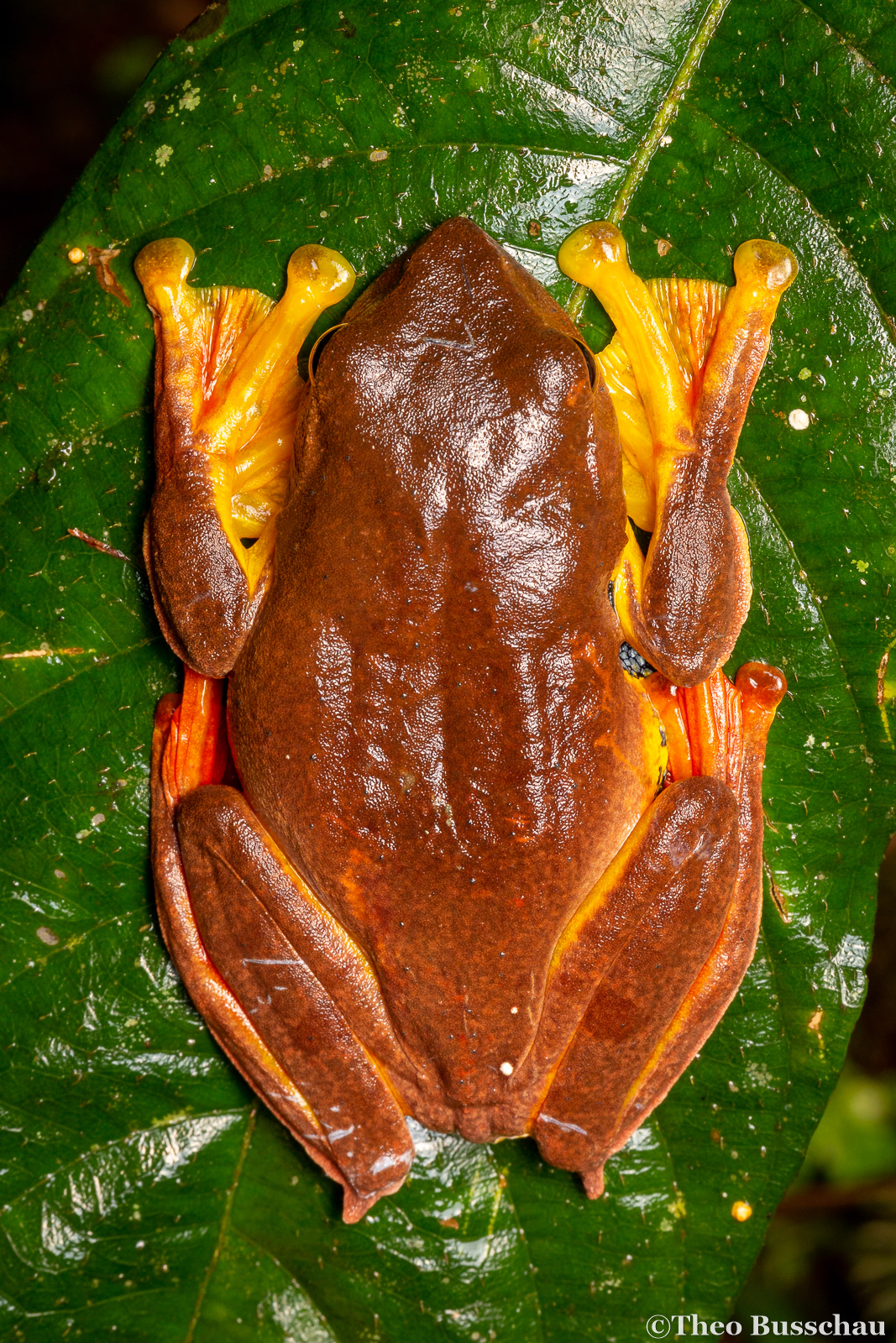 Red-webbed flying frog, Pahang, Malaysia.