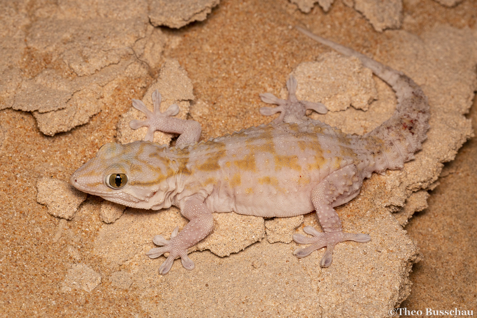 White-spotted wall gecko, Egypt.