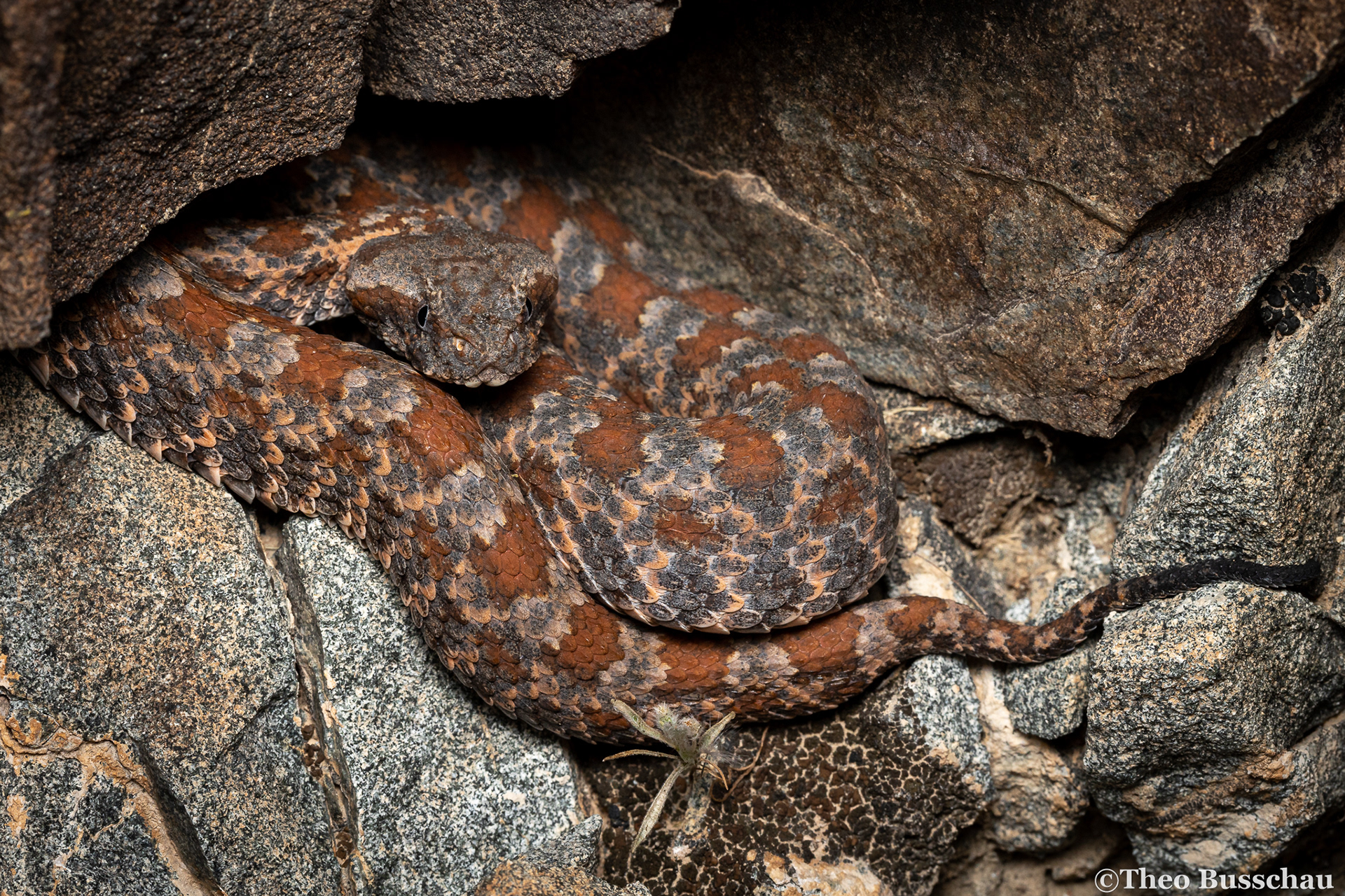 Persian horned viper, Sharjah, United Arab Emirates.