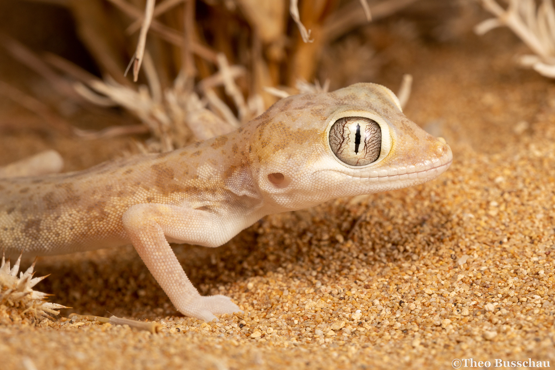 Eastern sand gecko, Abu Dhabi, United Arab Emirates.