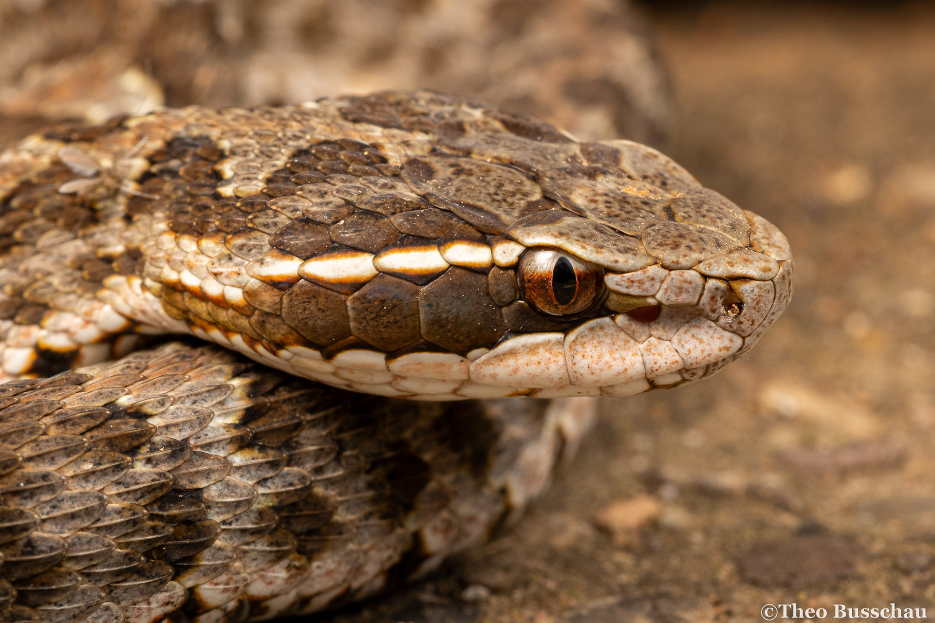 Short-tailed mamushi, Beijing, China.