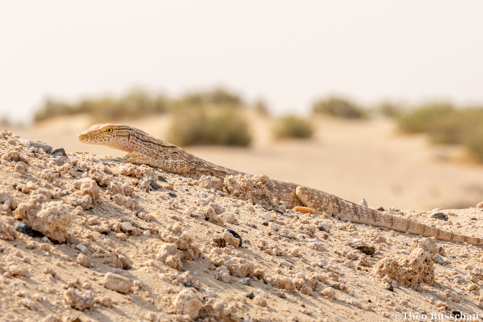 Desert monitor, Abu Dhabi, United Arab Emirates.
