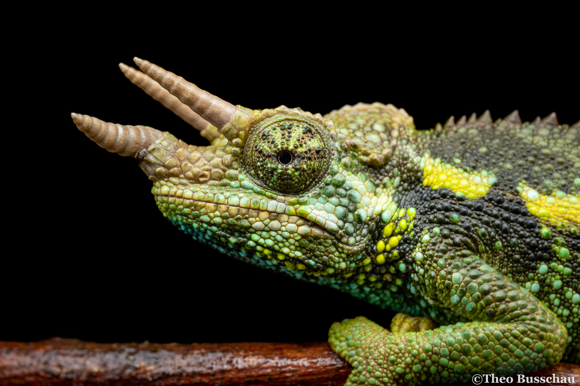 Jackson's chameleon, Nairobi, Kenya.