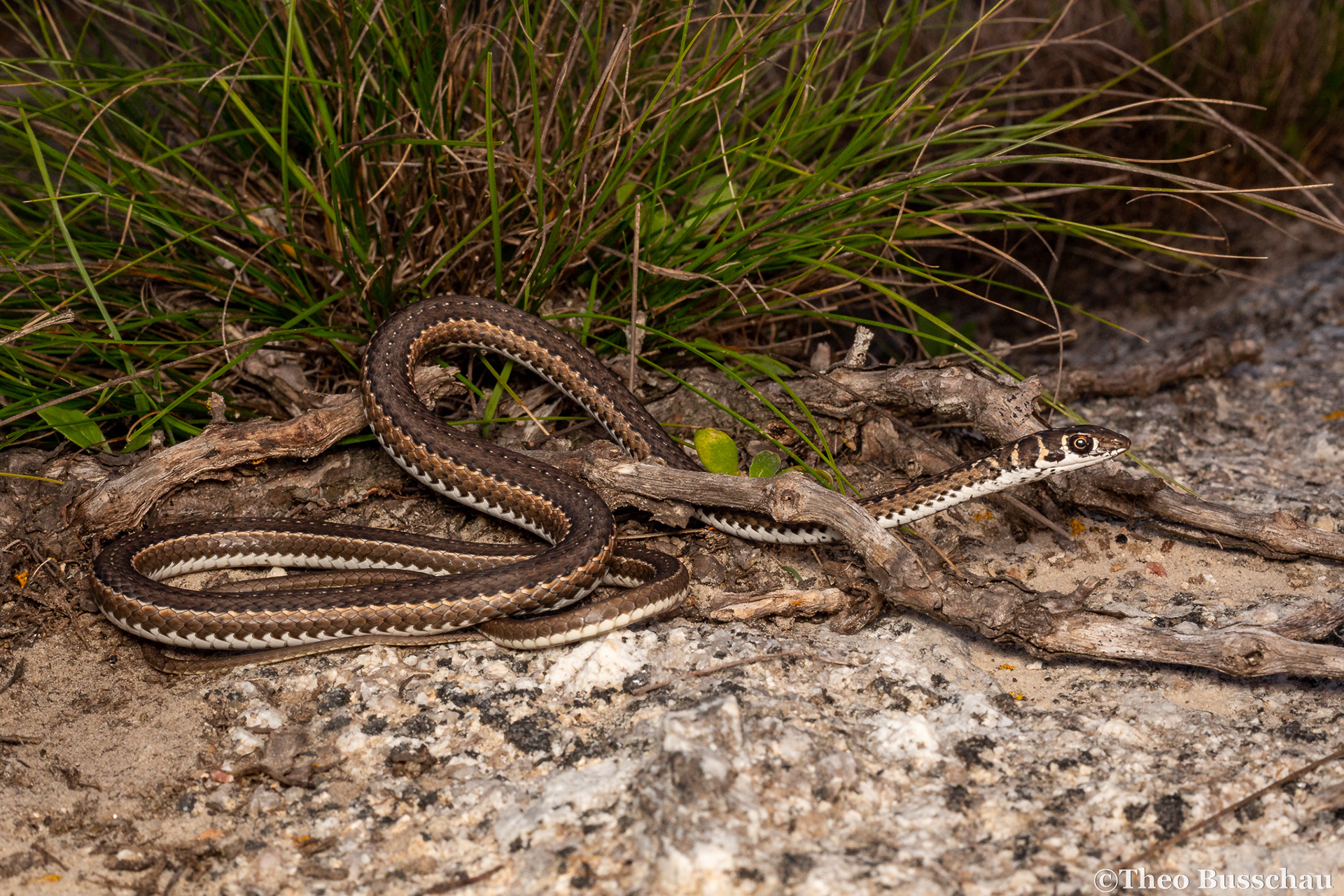 Cape sand snake, Western Cape, South Africa.