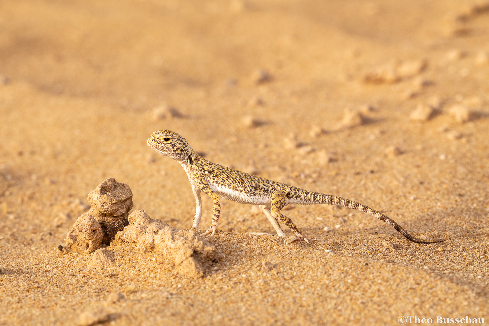 Arabian toad-headed agama, Dubai, United Arab Emirates.