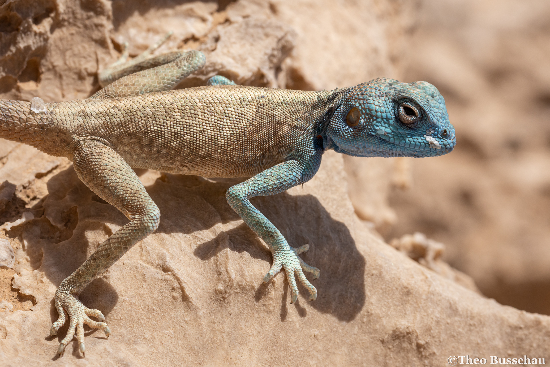Hajar rock agama, Sharjah, United Arab Emirates.