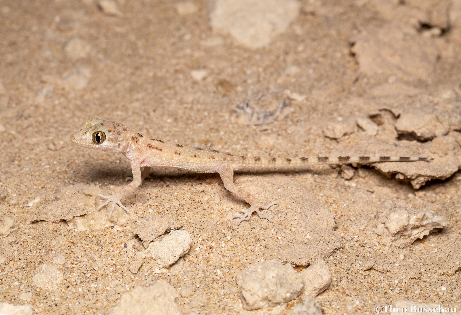  Rough bent-toed gecko, Abu Dhabi, United Arab Emirates.