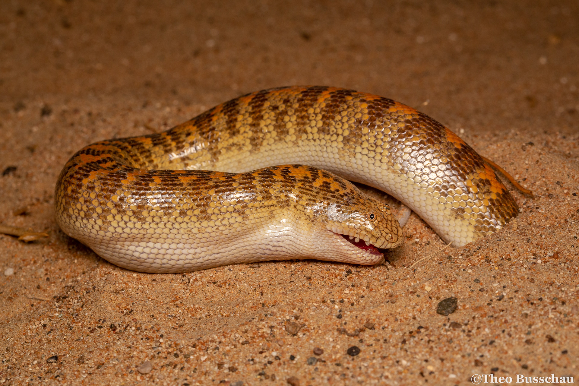 Arabian sand boa feeding on a sand gecko, Sharjah, United Arab Emirates.