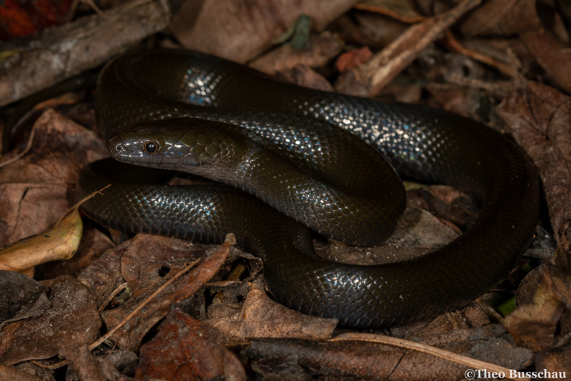 Olive snake, Eastern Cape, South Africa.