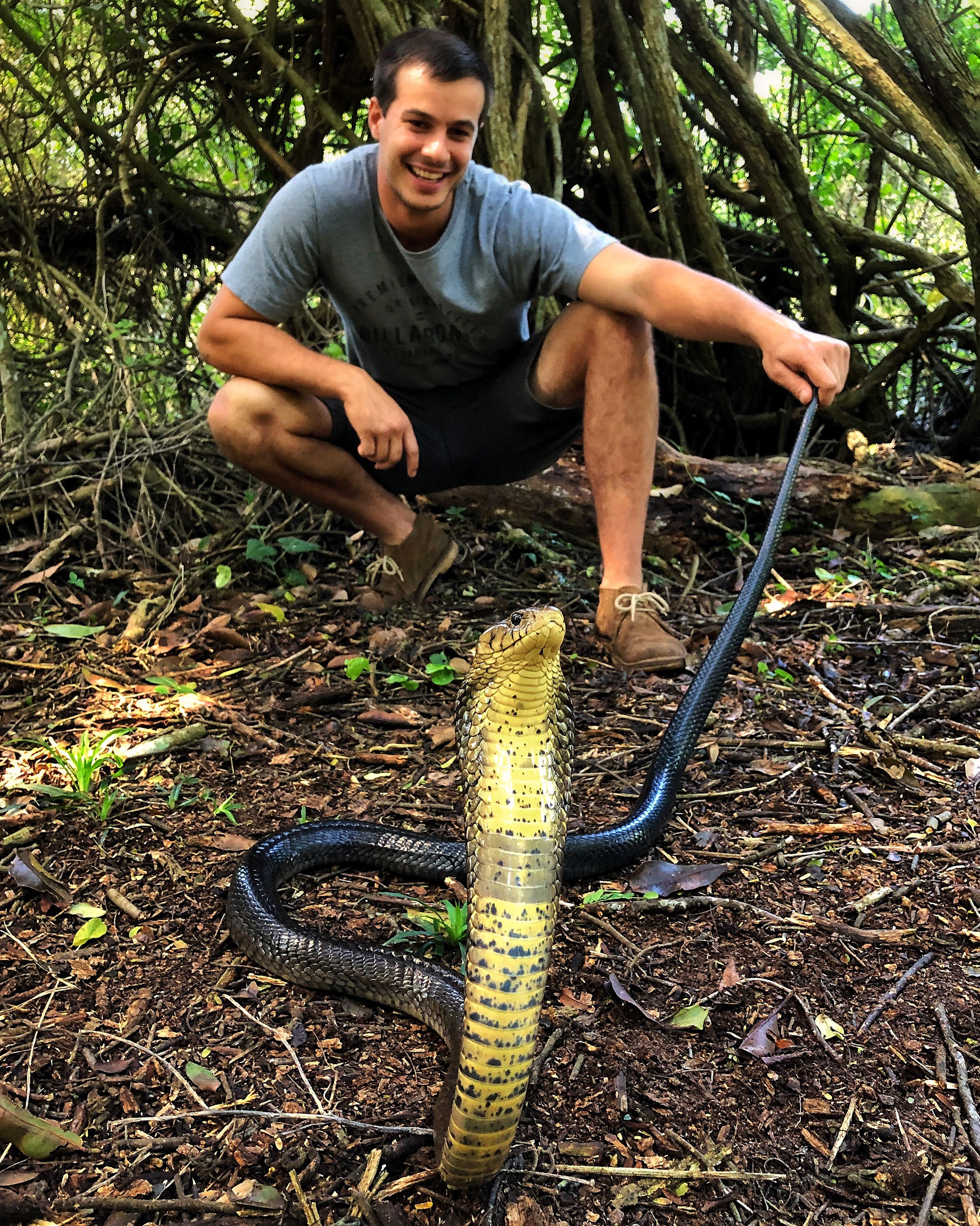 Brown forest cobra, Kwazulu-Natal, South Africa. Photo: Tyrone Ping