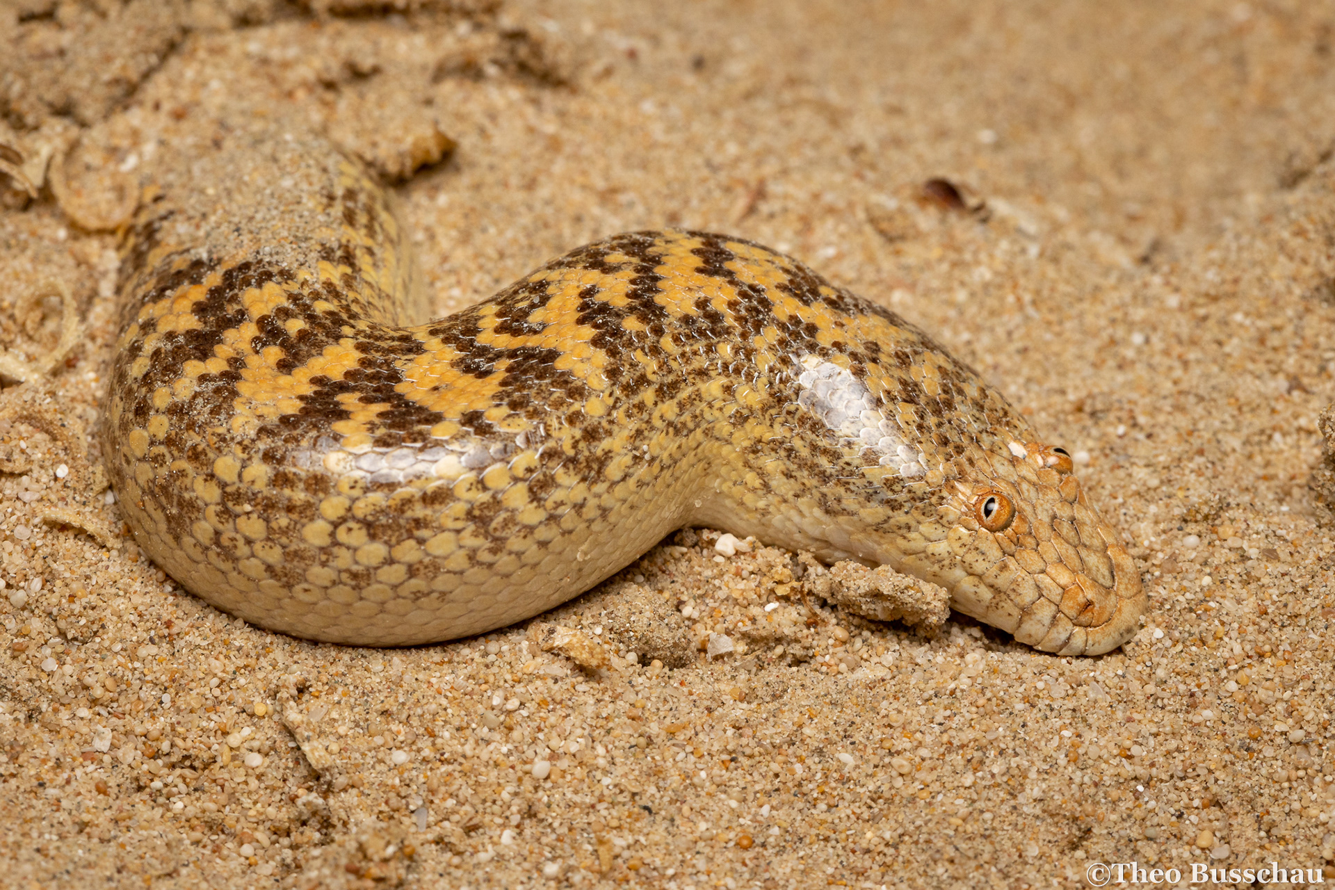 Arabian sand boa, Abu Dhabi, United Arab Emirates.