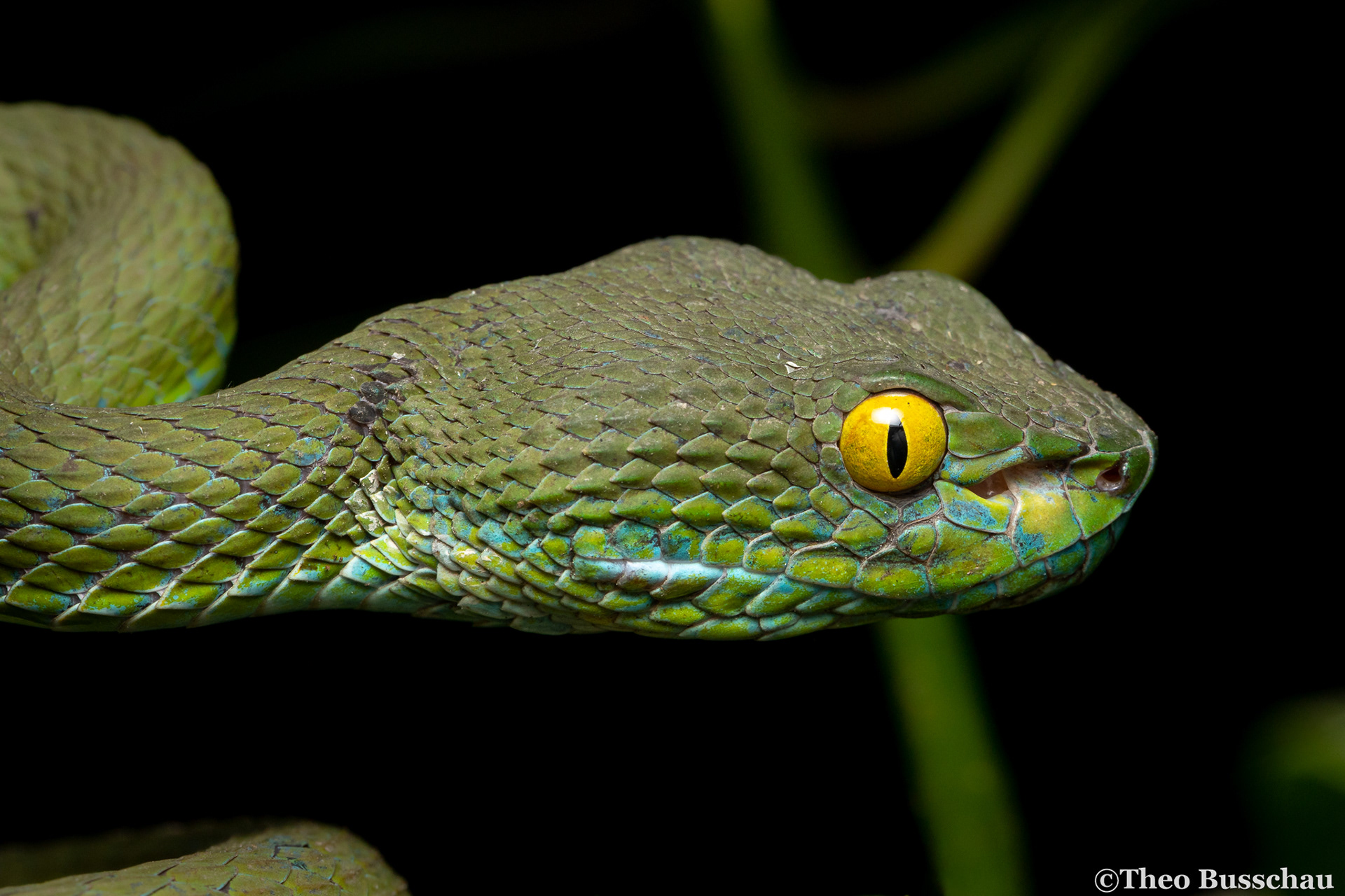 Large-eyed pit viper, Bangkok, Thailand.