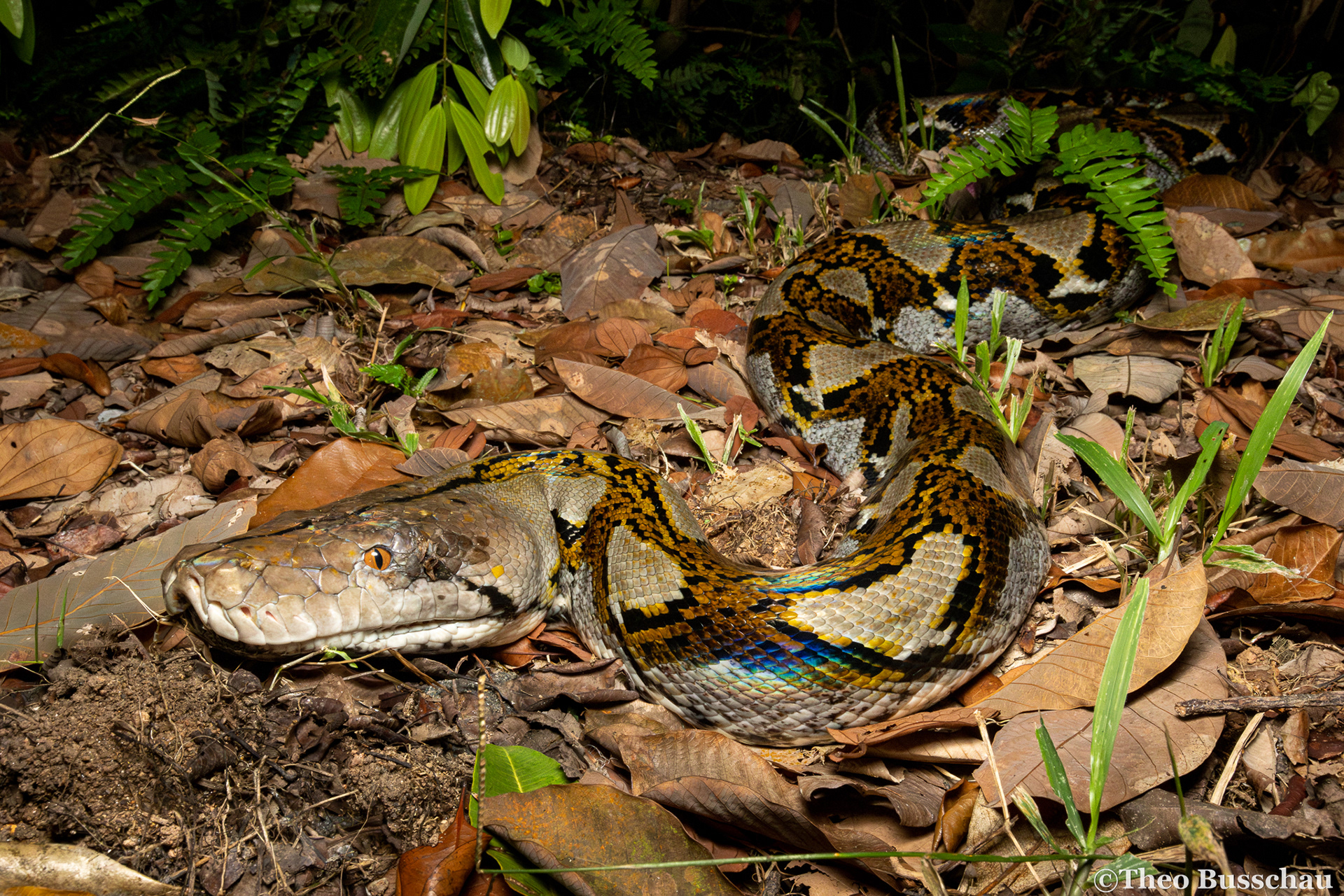 Reticulated python, Singapore.