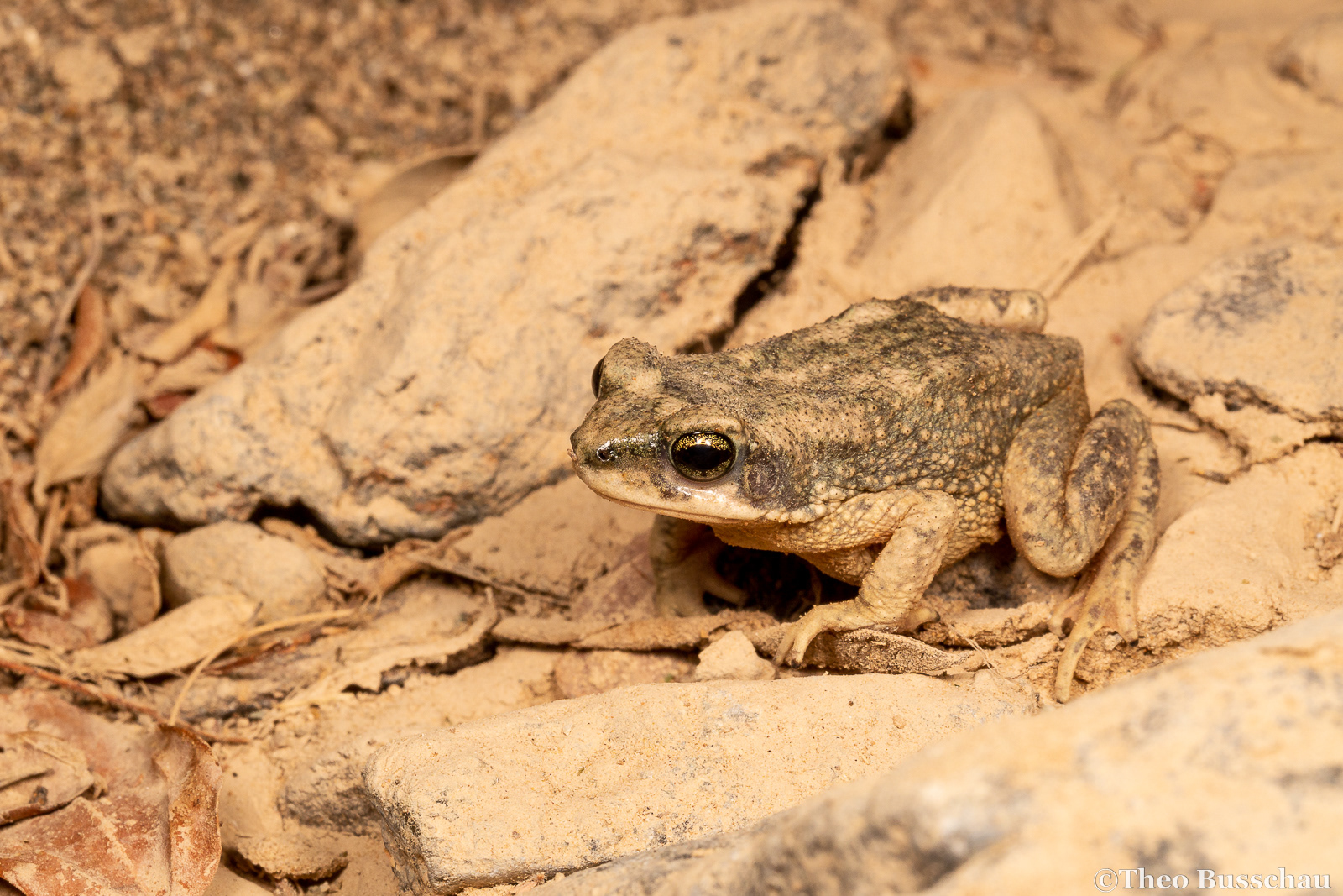 Dhofar toad, Ras al Khaimah, United Arab Emirates.