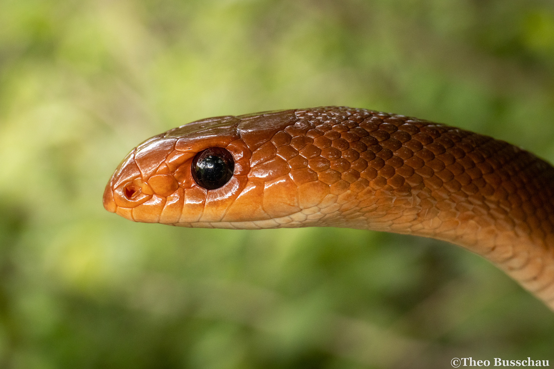 Red-spotted beaked snake, Taita-Taveta County, Kenya.