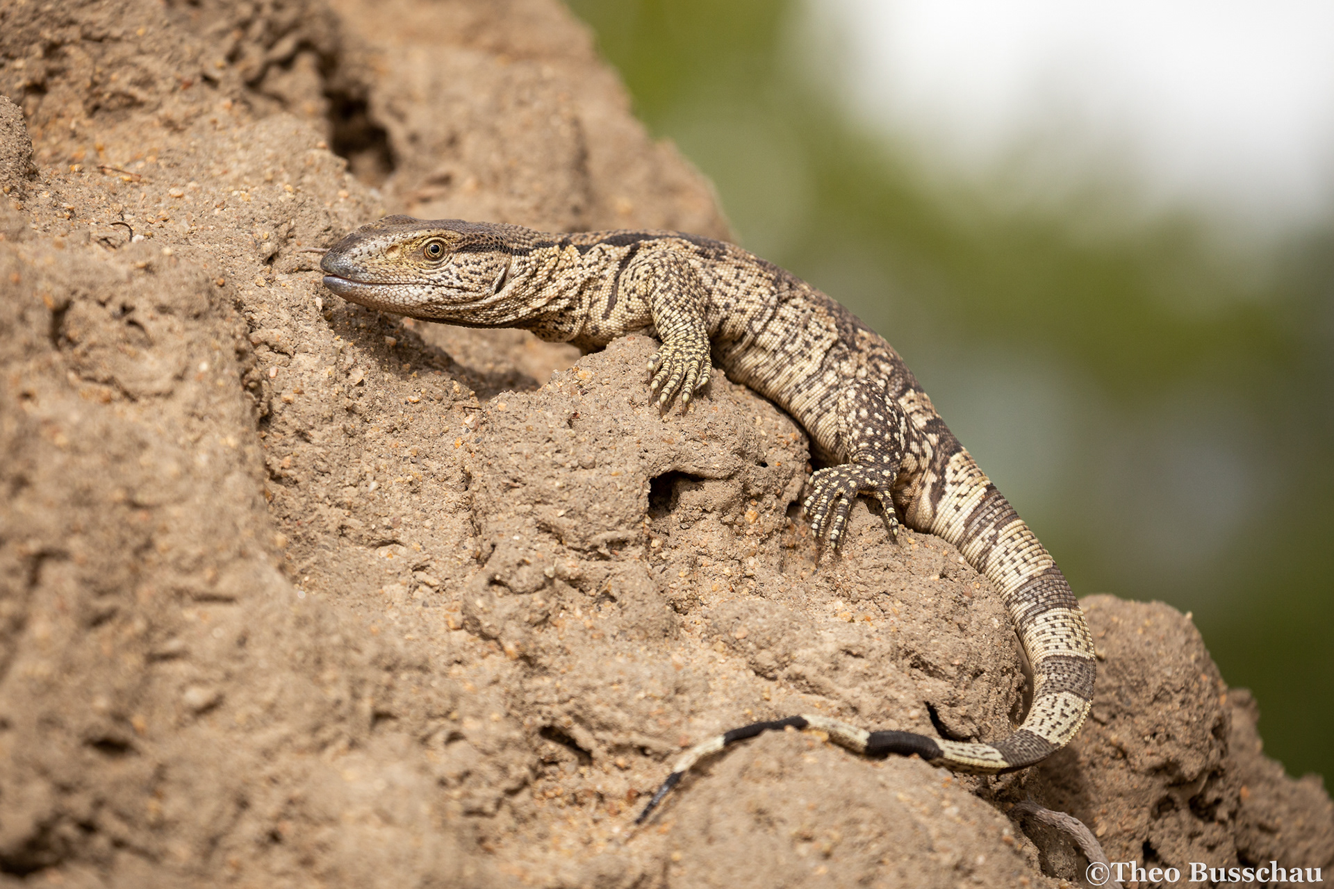 White-throated monitor, Limpopo, South Africa.