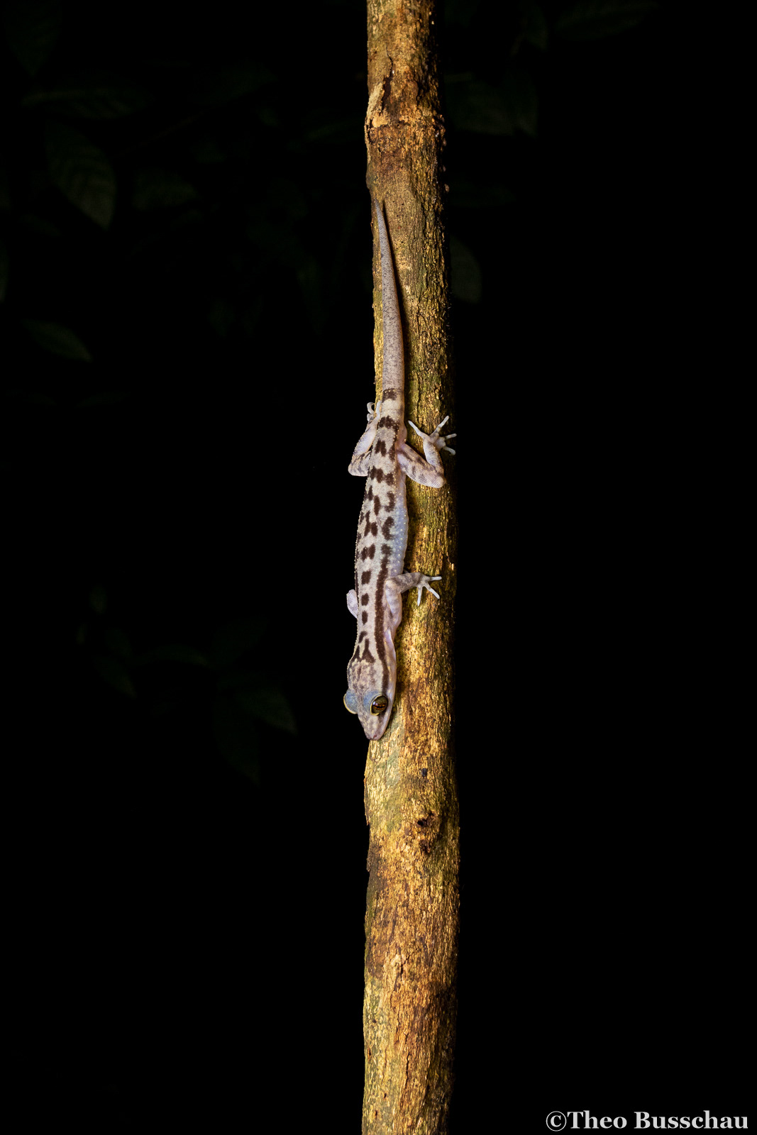 Four-striped bow-fingered gecko, Selangor, Malaysia.