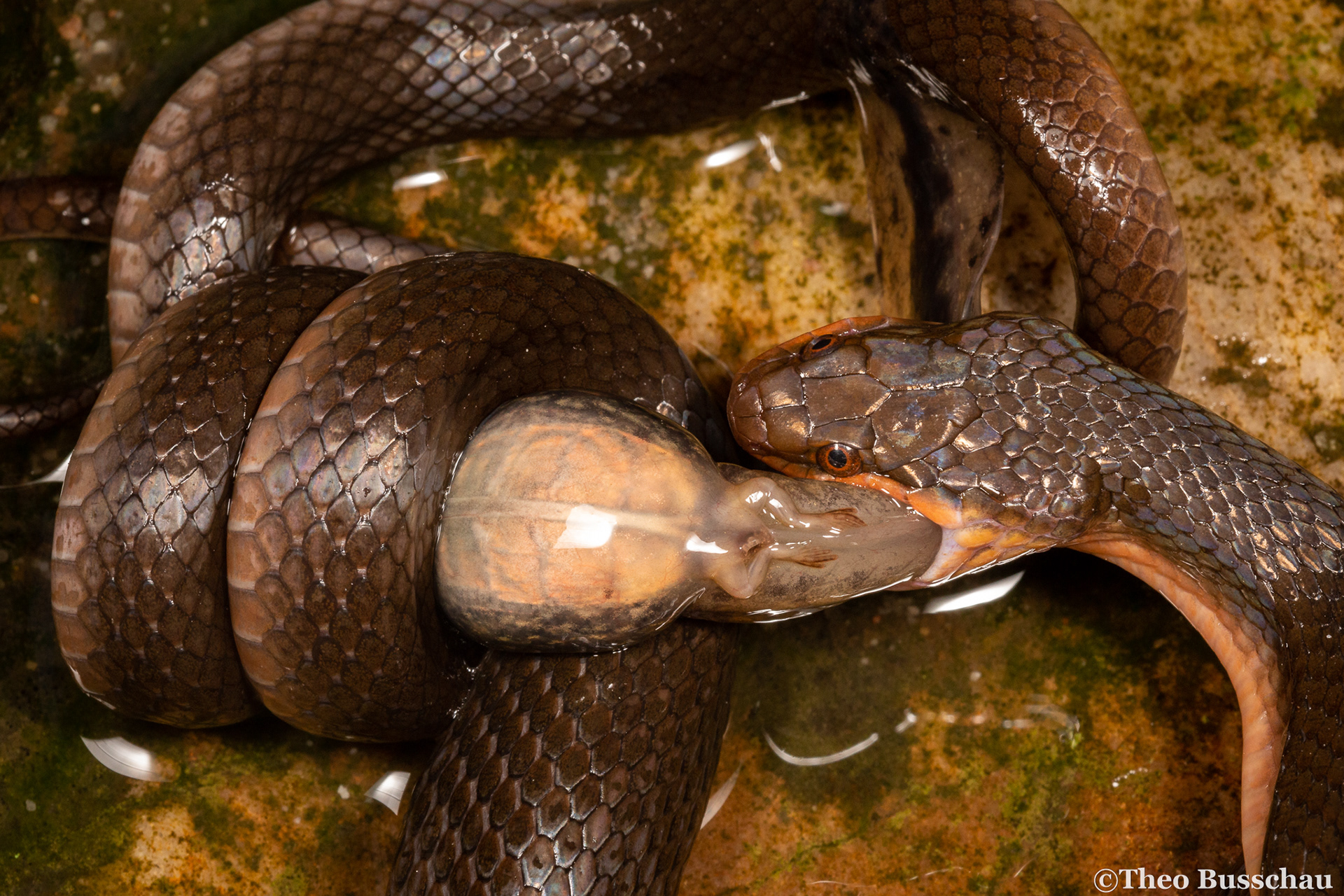 Brown water snake, Western Cape, South Africa.