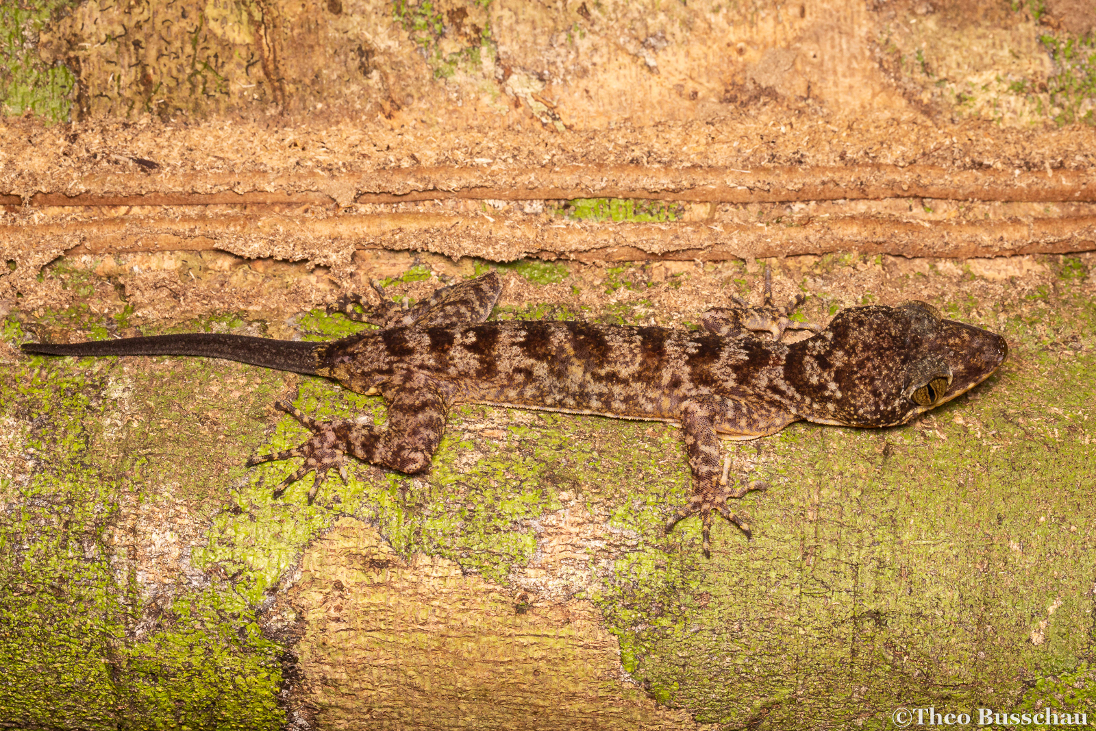 Yoshi's bow-fingered gecko, Sabah, Malaysia.