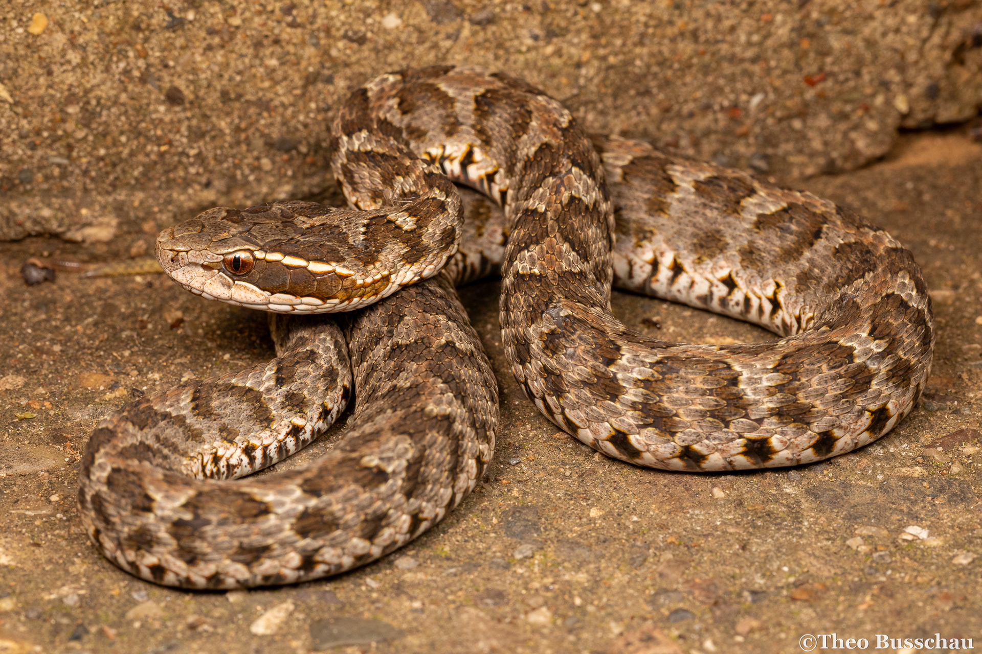 Short-tailed mamushi, Beijing, China.