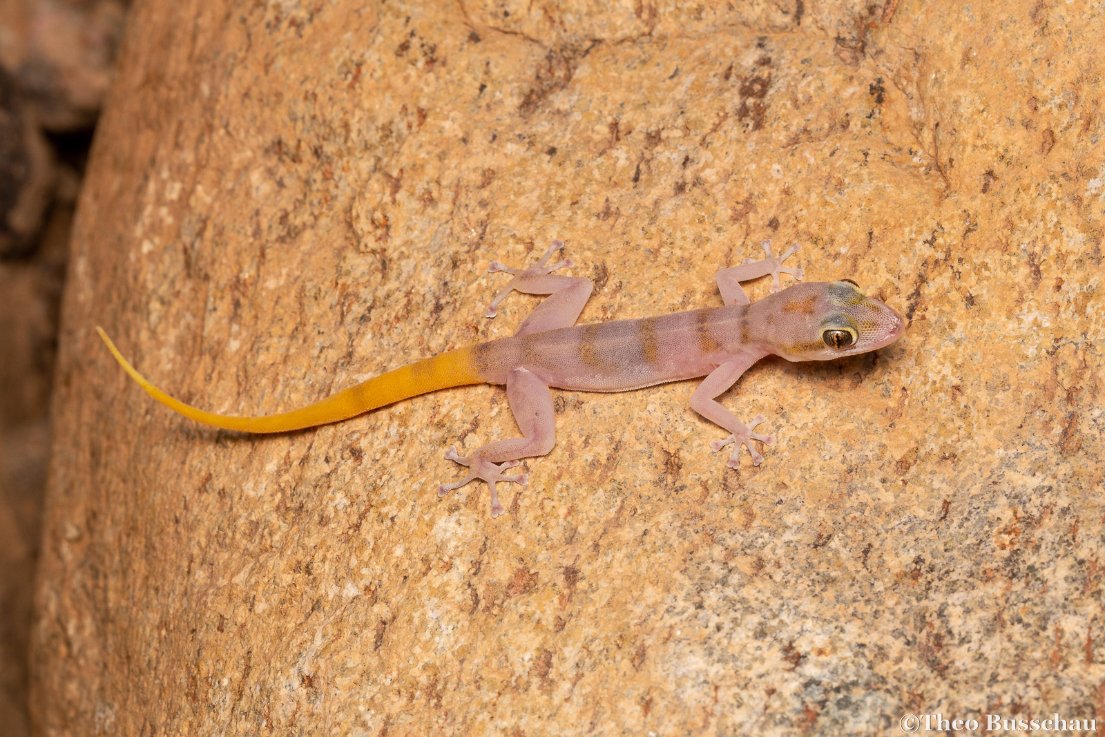 Gallagher's leaf-toed gecko, Sharjah, United Arab Emirates.
