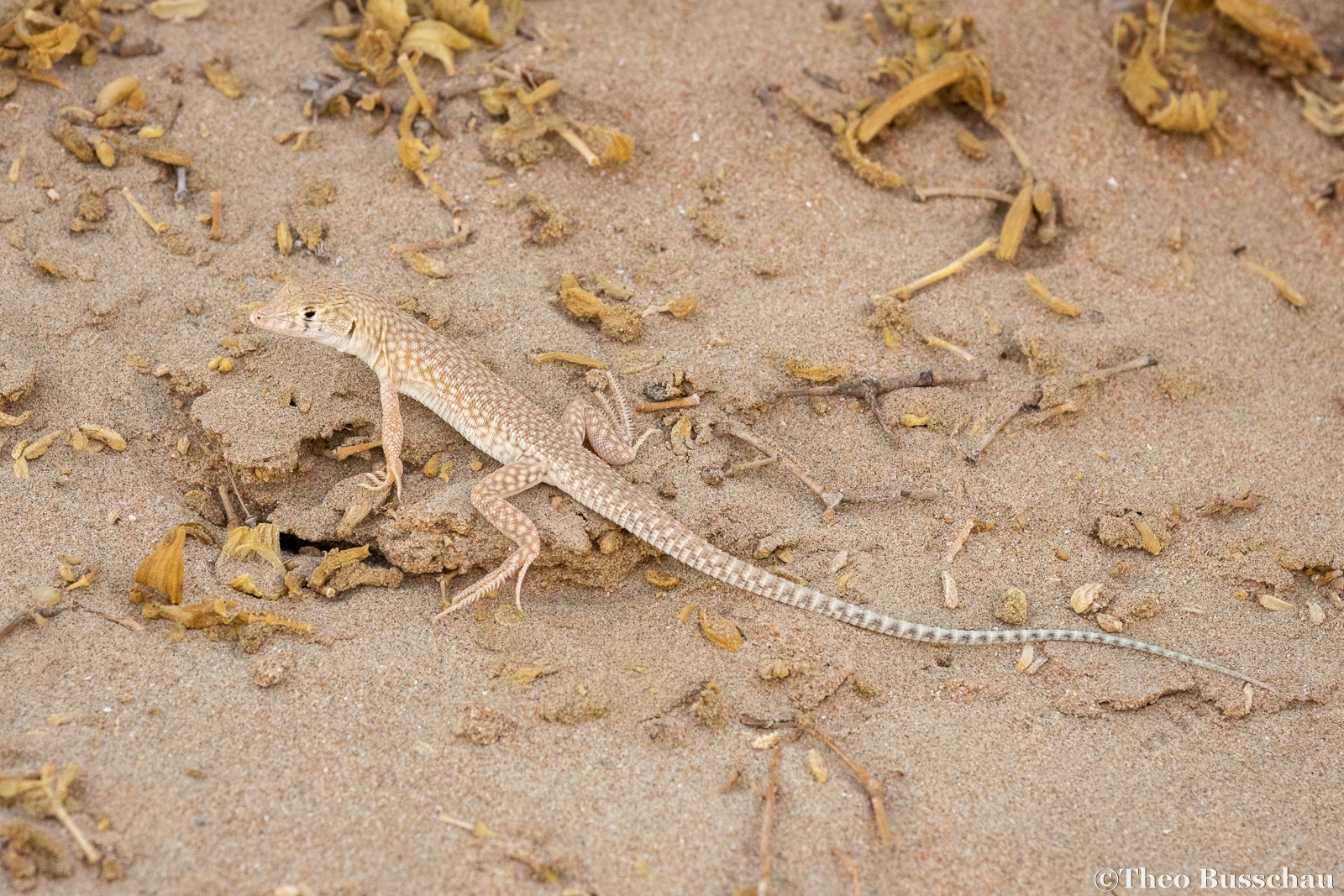 Schmidt's fringe-toed lizard, Abu Dhabi, United Arab Emirates.