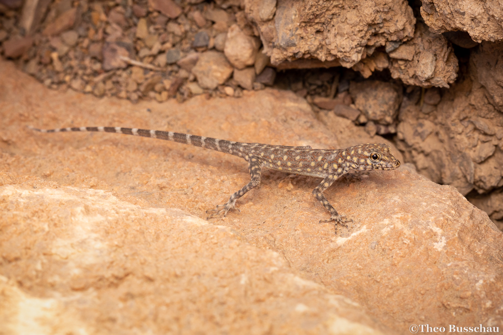 Bar-tailed semaphore gecko, Fujairah, United Arab Emirates.