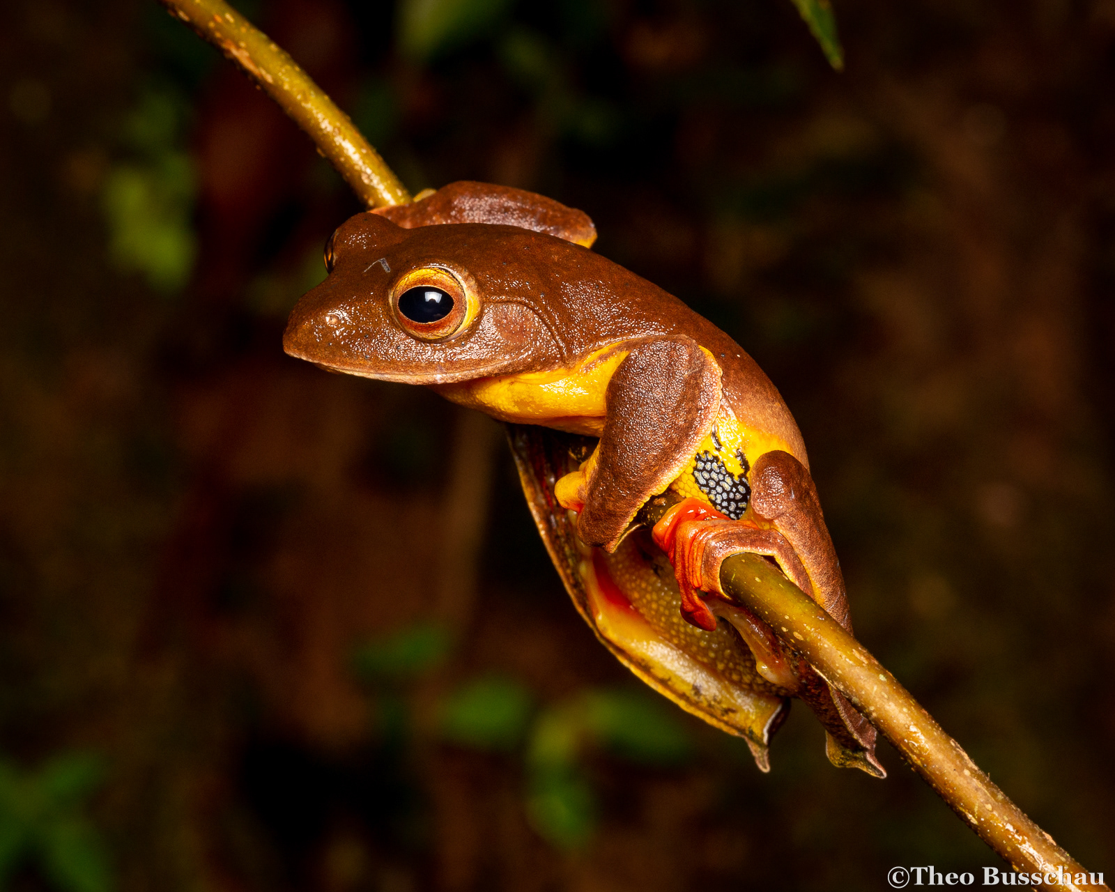 Red-webbed flying frog, Pahang, Malaysia.