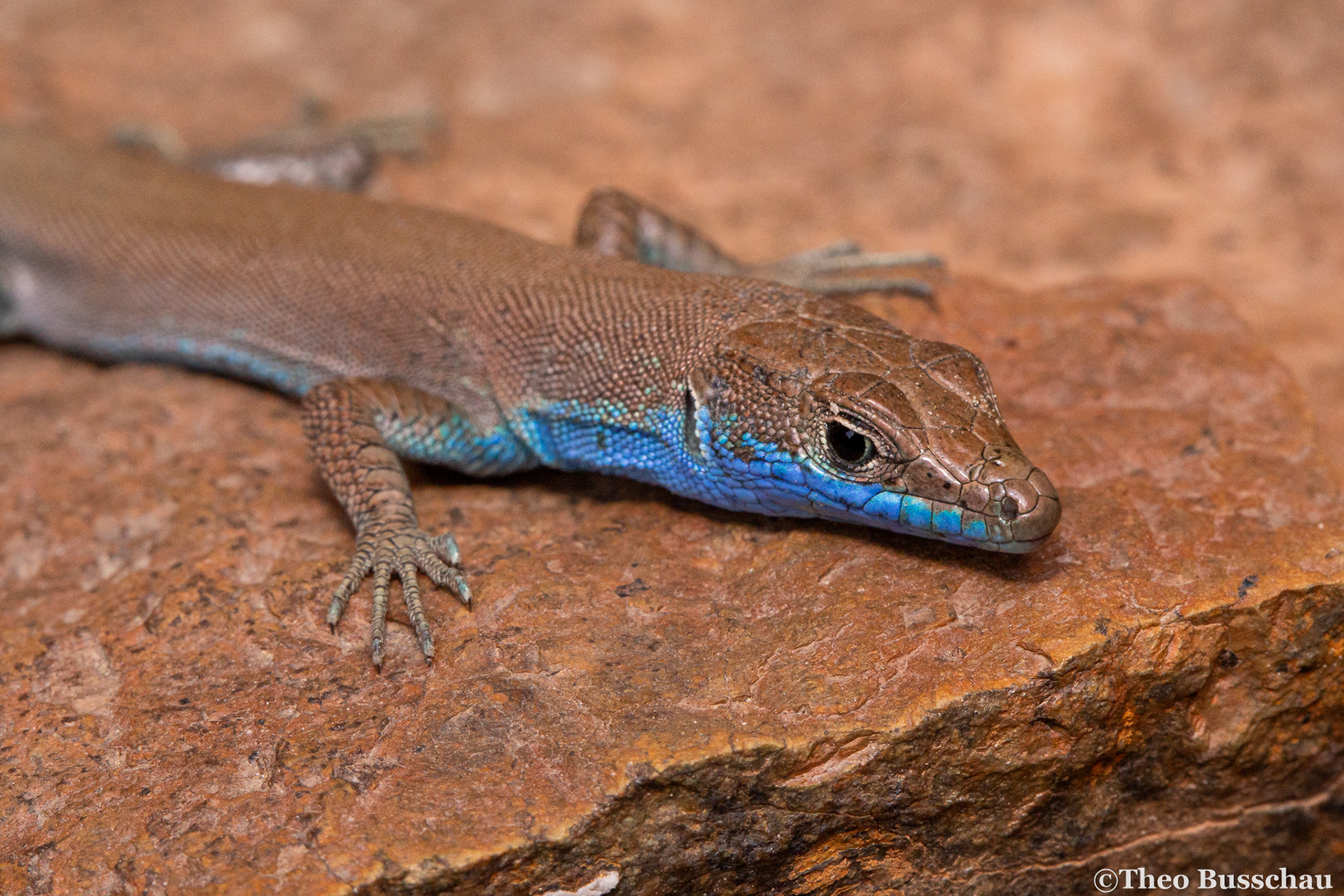Blue-tailed Oman lizard, Fujairah, United Arab Emirates.