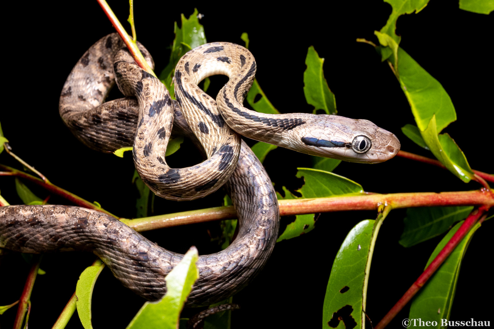 Siamese cat snake, Dong Nai, Vietnam.