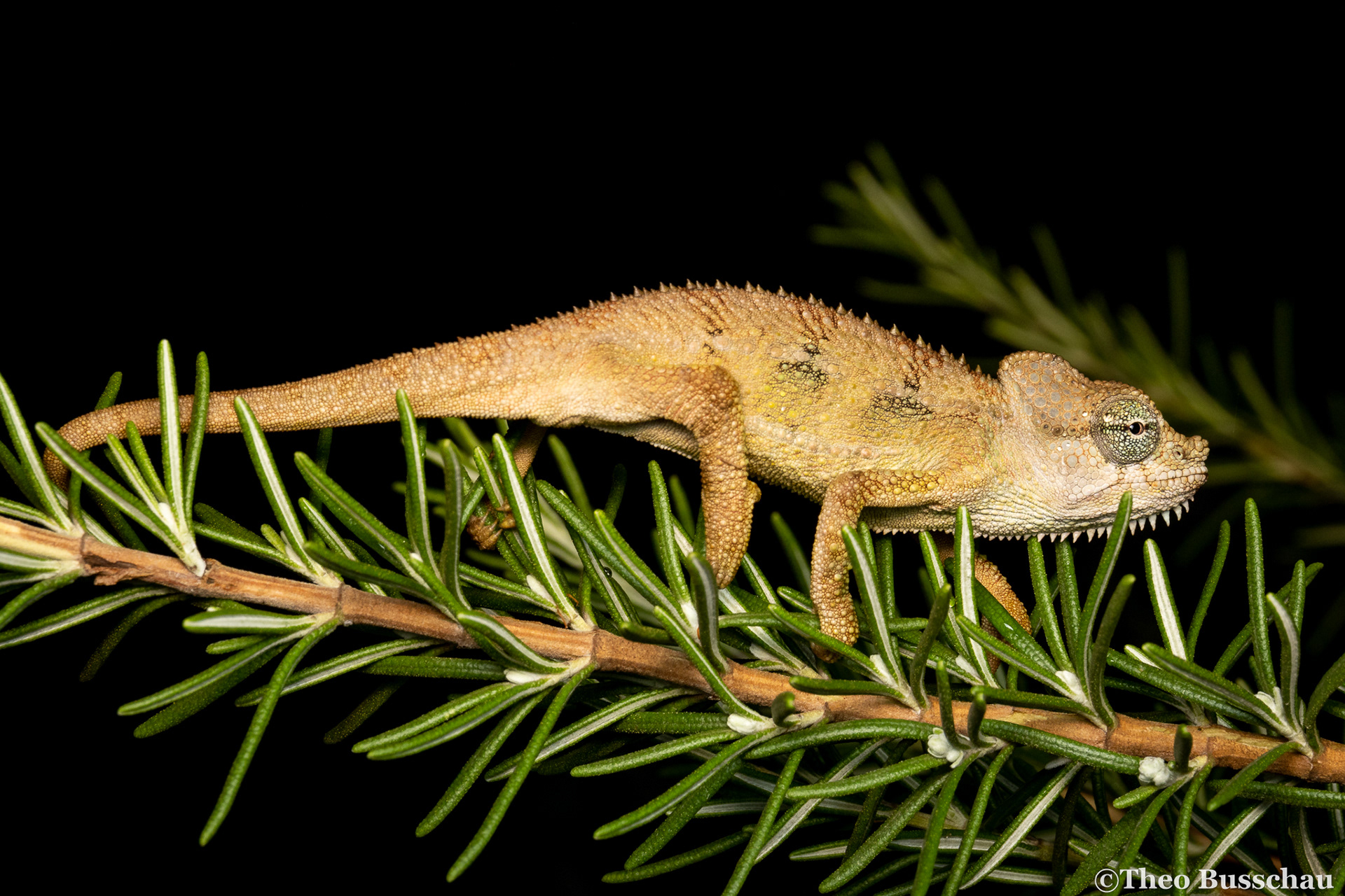 Von Hoehnel’s chameleon, Nairobi, Kenya.